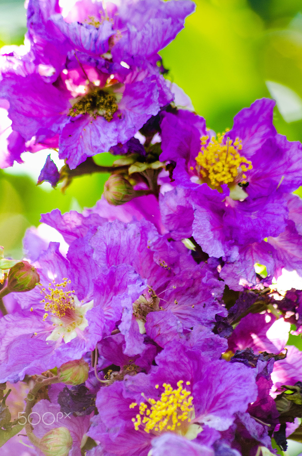 Sigma 70-300mm F4-5.6 APO DG Macro sample photo. We-fie! photography