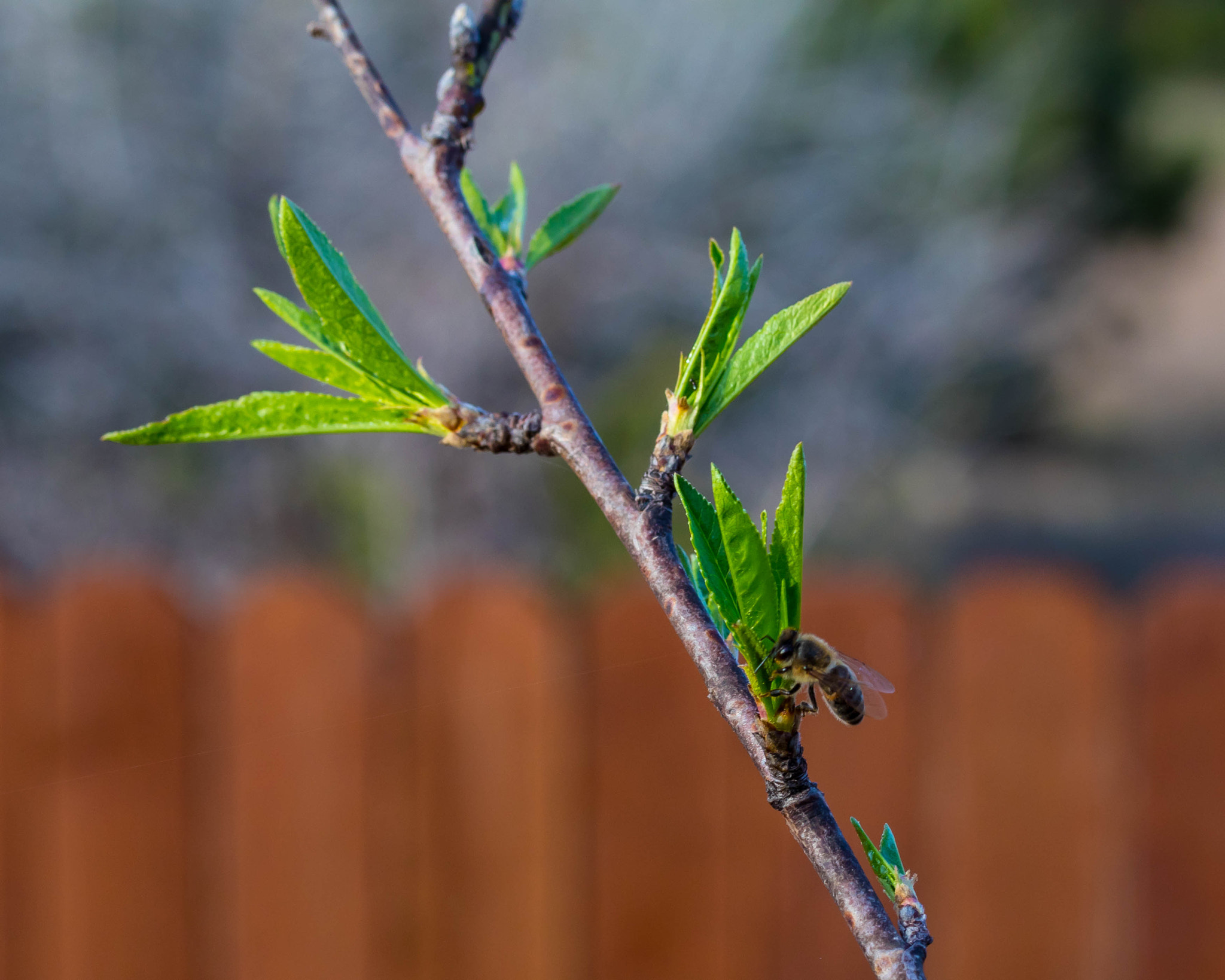 Canon EF-S 60mm F2.8 Macro USM sample photo. Bee on a tree photography