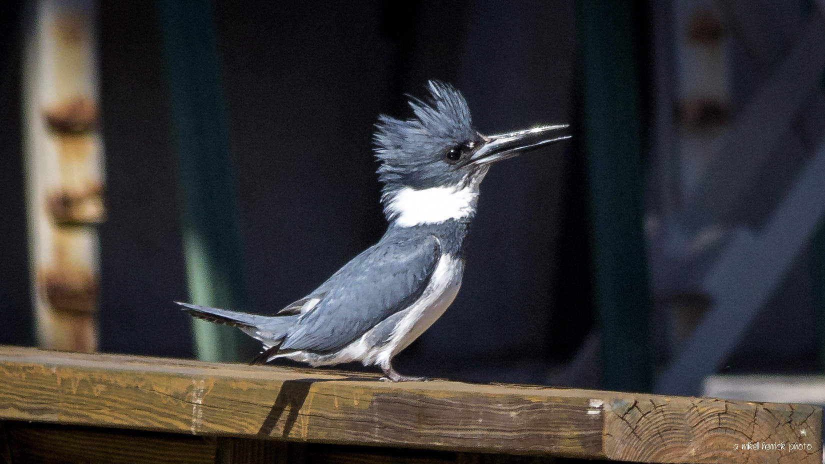 Sigma 150-500mm F5-6.3 DG OS HSM sample photo. The elusive kingfisher photography