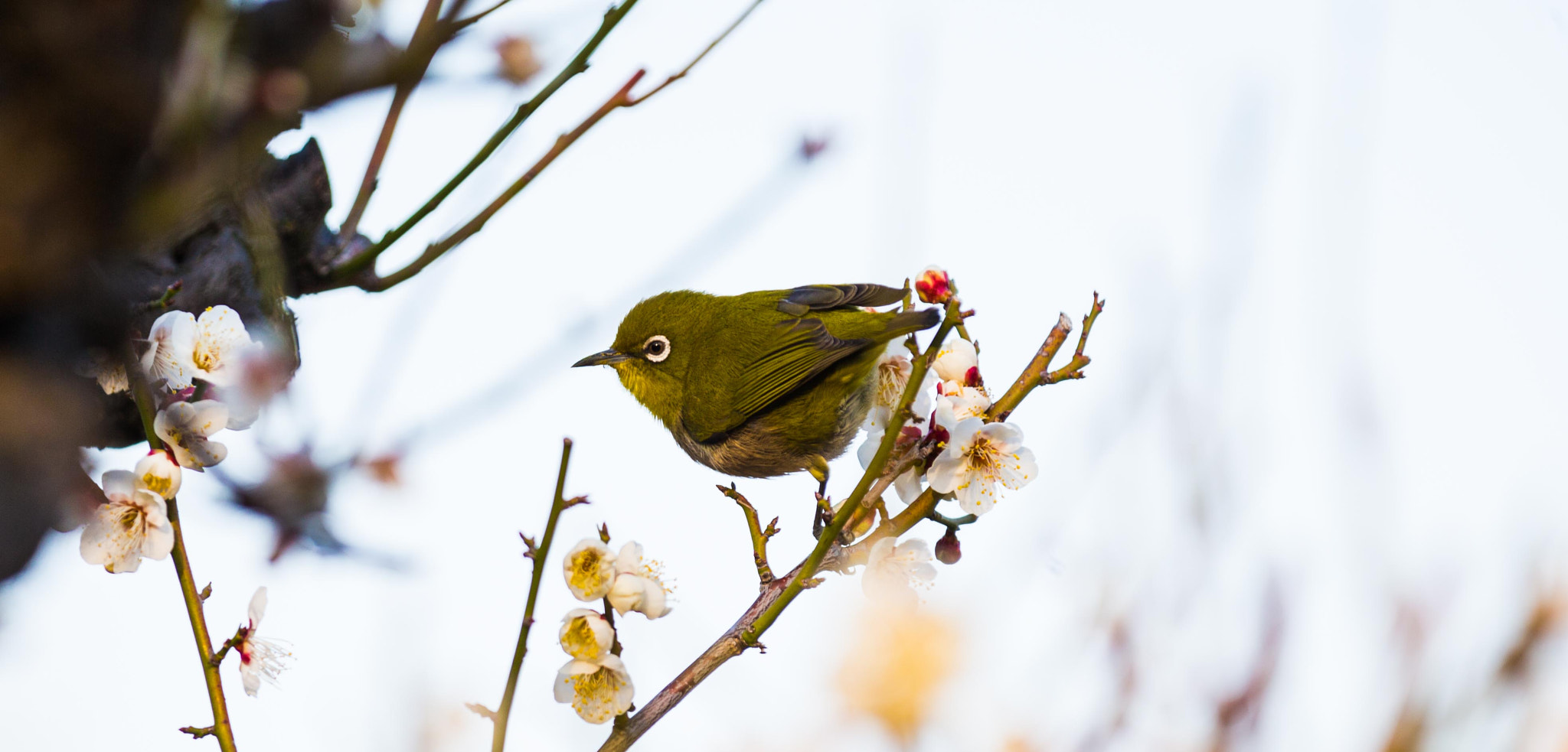 Canon EOS-1D X + Canon EF 70-200mm F2.8L IS II USM sample photo. 梅メジロ photography