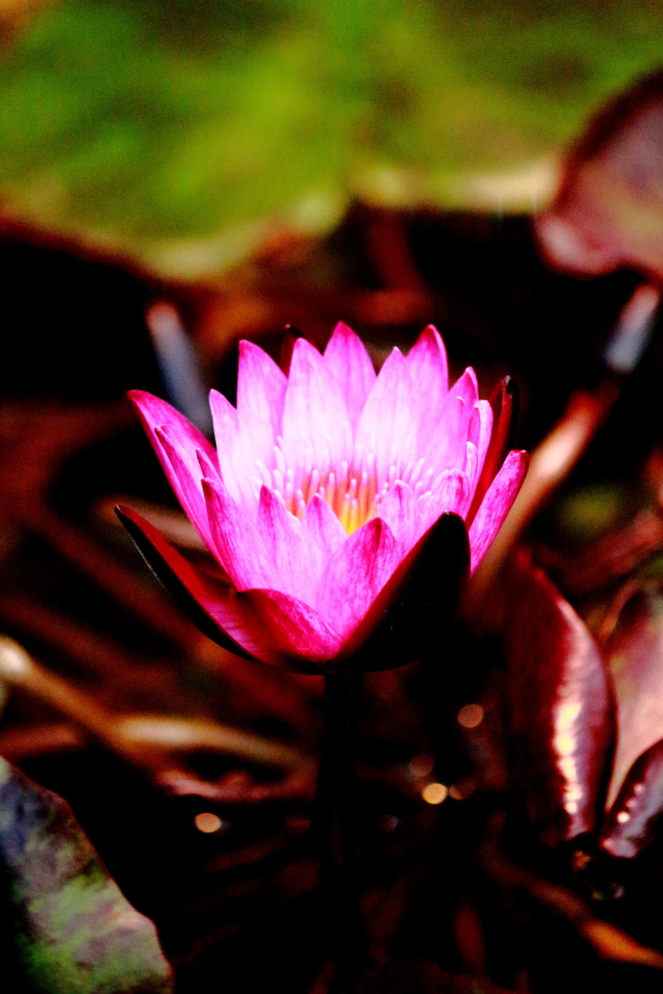 Canon EOS 100D (EOS Rebel SL1 / EOS Kiss X7) sample photo. A lotus on the nabana no sato (0) photography