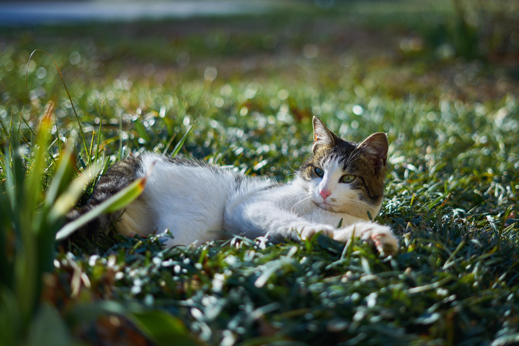Sony FE 50mm F1.8 sample photo. Cat off guard photography