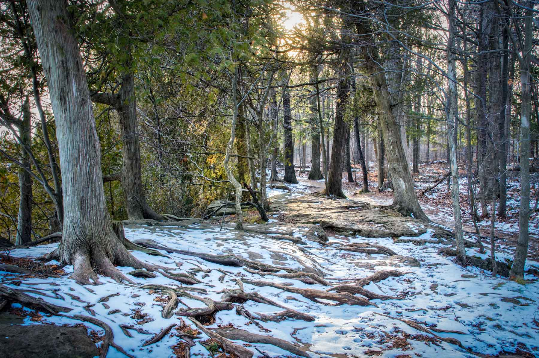 Sony Alpha NEX-5T sample photo. Light in the forest. photography
