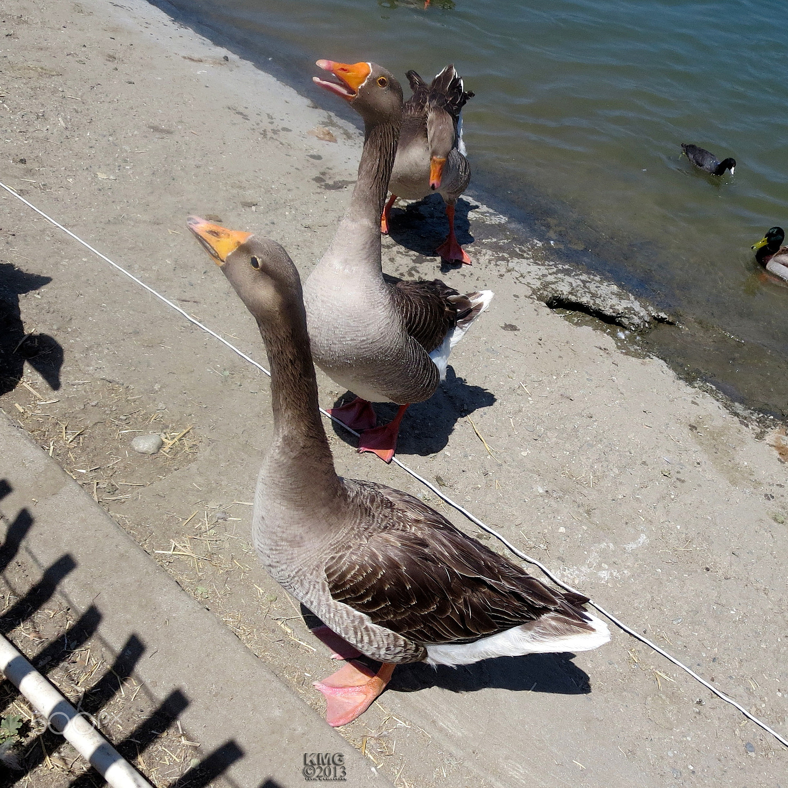 Canon PowerShot ELPH 330 HS (IXUS 255 HS / IXY 610F) sample photo. Geese o photography