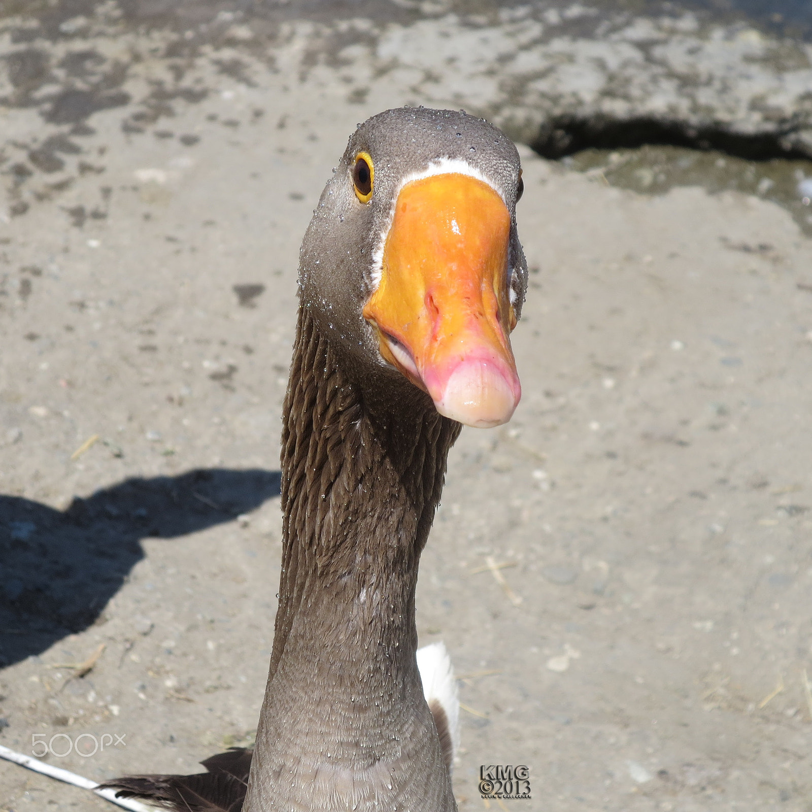 Canon PowerShot ELPH 330 HS (IXUS 255 HS / IXY 610F) sample photo. Goose looking on o photography