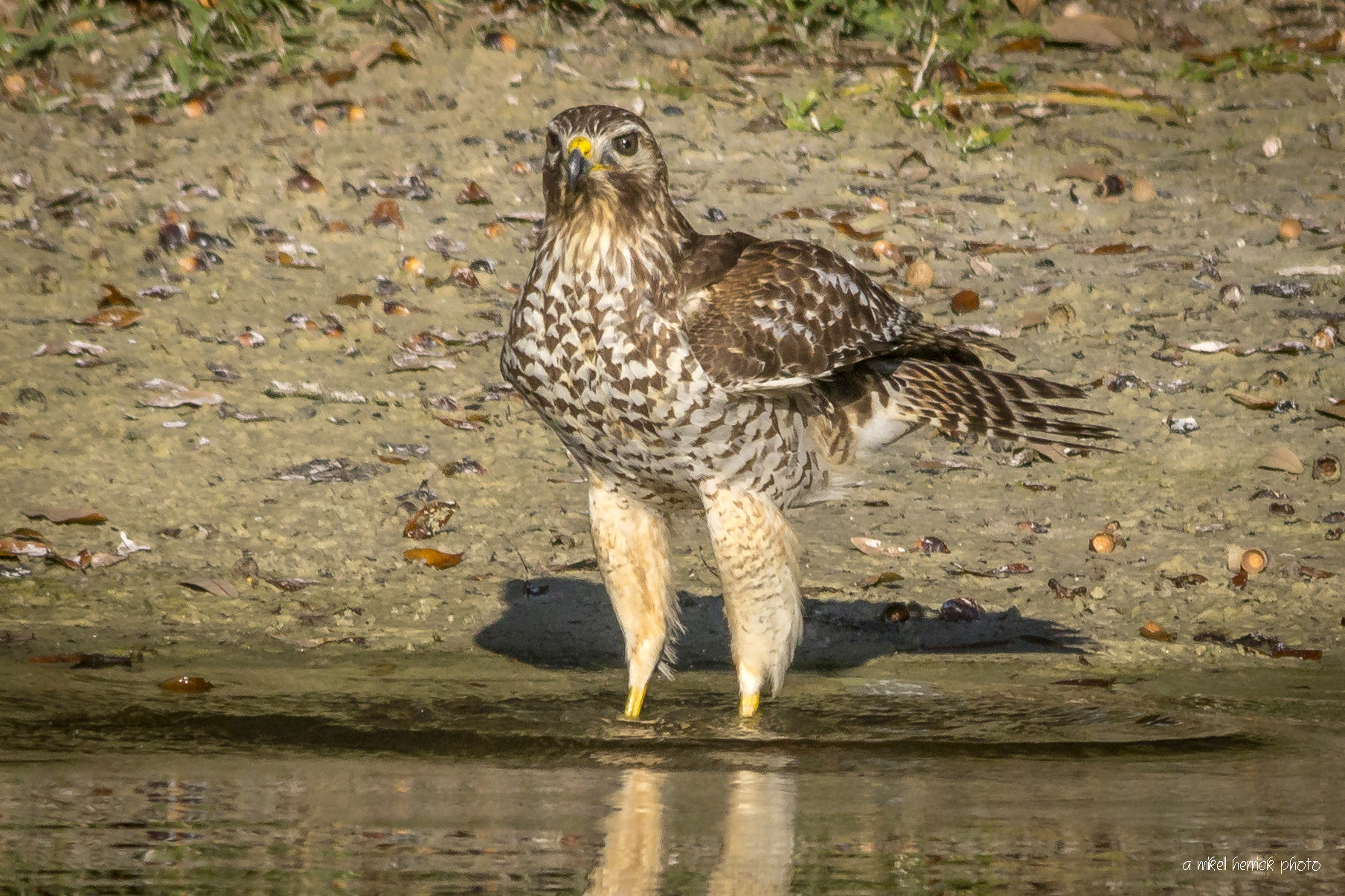 Sigma 150-500mm F5-6.3 DG OS HSM sample photo. Hawk fashion photography