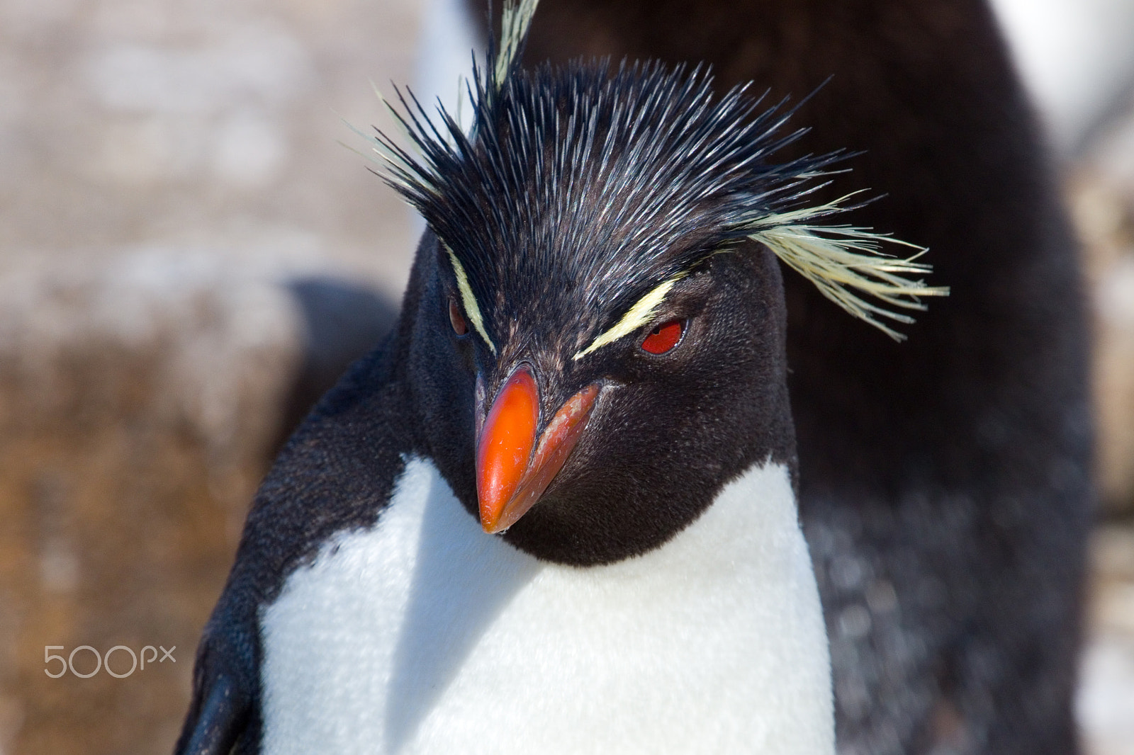 Canon EOS 760D (EOS Rebel T6s / EOS 8000D) + Canon EF 70-200mm F4L USM sample photo. A mean looking rockhopper! photography