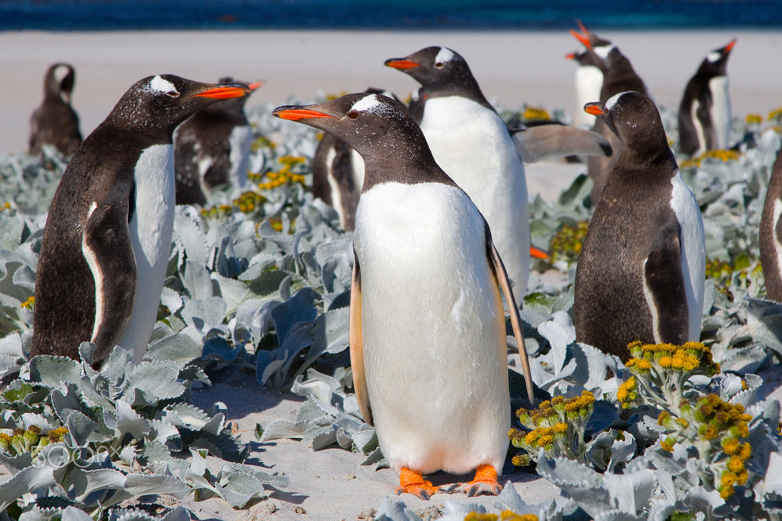 Canon EOS 760D (EOS Rebel T6s / EOS 8000D) + Canon EF 24-105mm F4L IS USM sample photo. Gentoo's on bleaker island photography