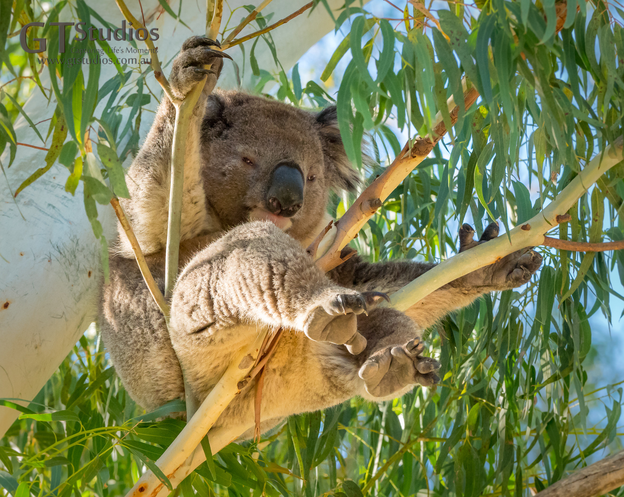 Olympus M.Zuiko Digital ED 40-150mm F2.8 Pro sample photo. Kev the koala photography