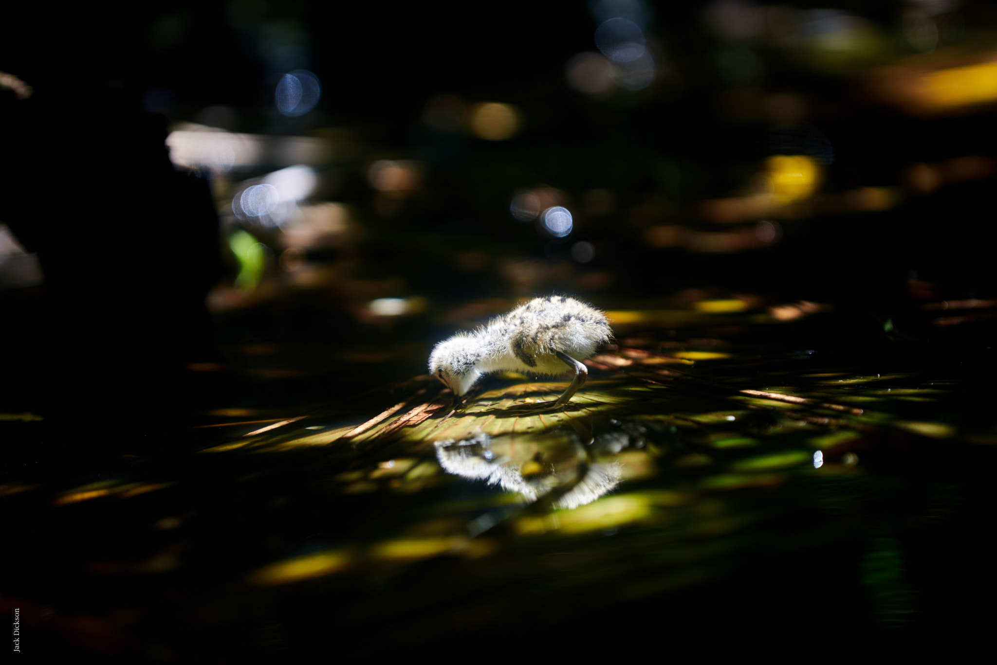 Nikon AF-S Nikkor 70-200mm F2.8G ED VR sample photo. Black-wing stlit photography