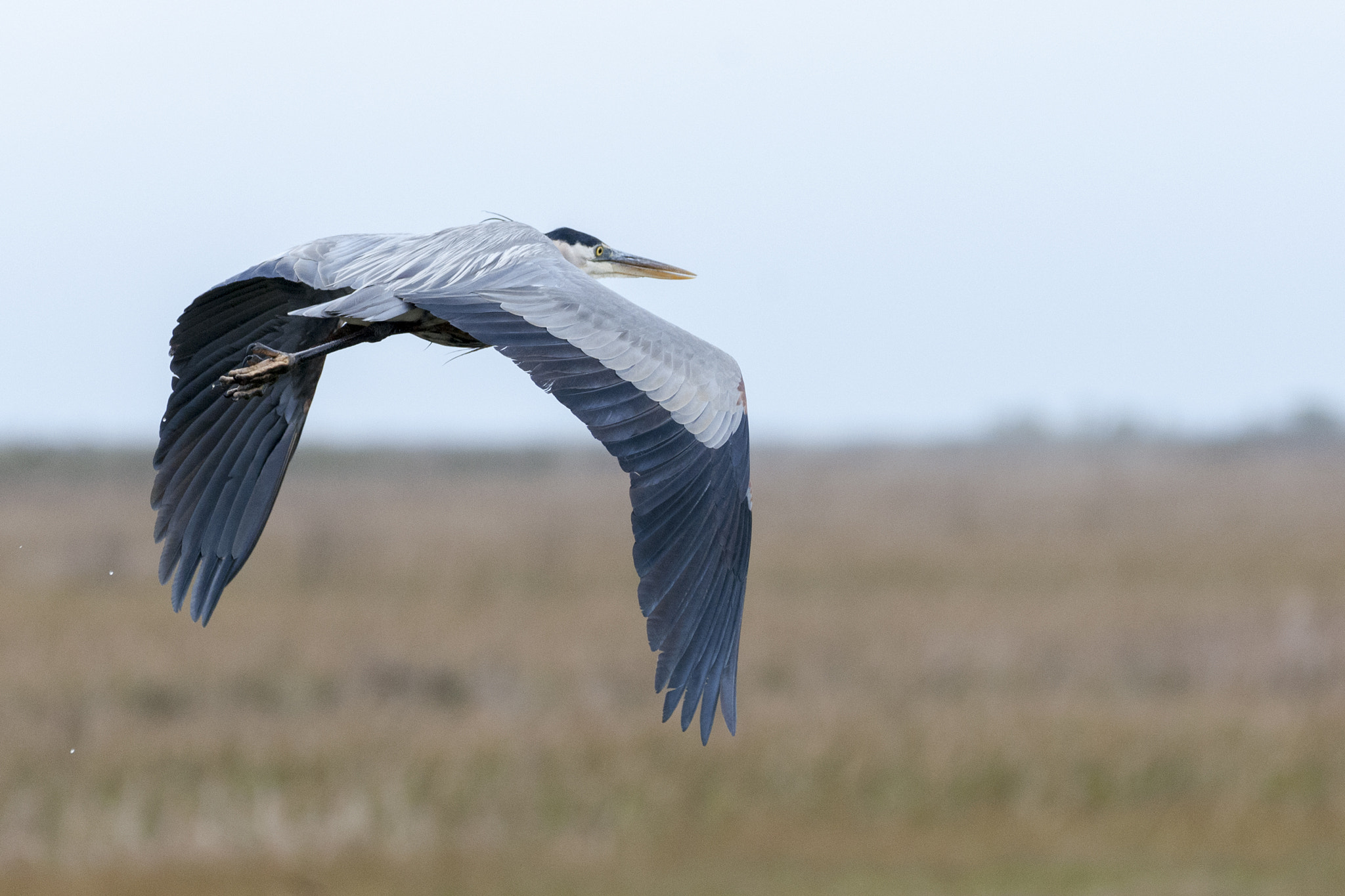 Sigma 150-600mm F5-6.3 DG OS HSM | C sample photo. Heron in fight photography