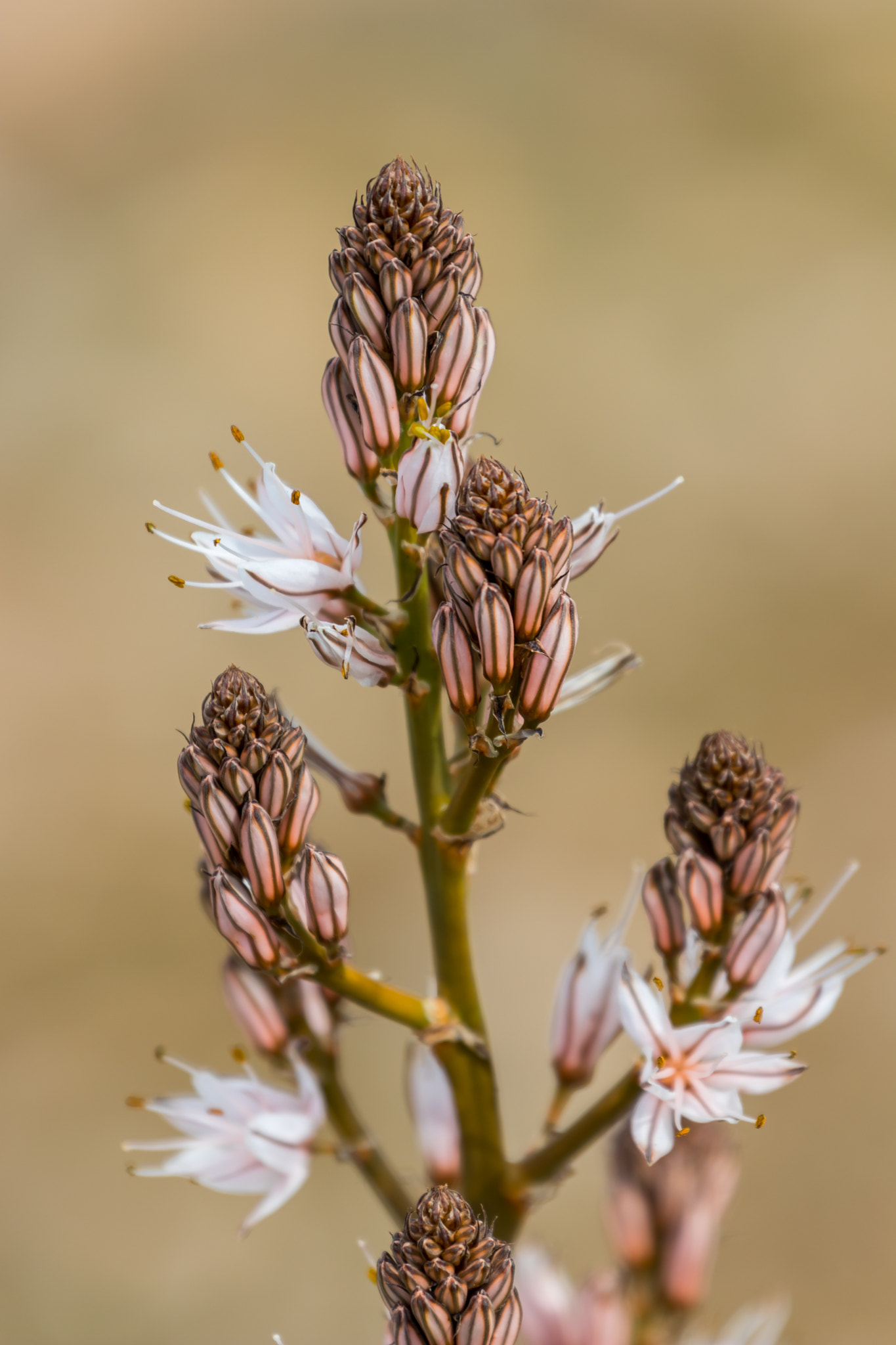 Canon EF 70-300mm F4-5.6L IS USM sample photo. Spring time photography