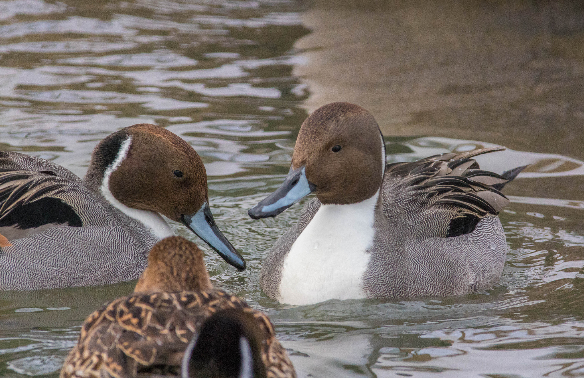 Sony a6500 + Minolta AF 400mm F4.5 HS-APO G sample photo. Sony a6500 & minolta photography