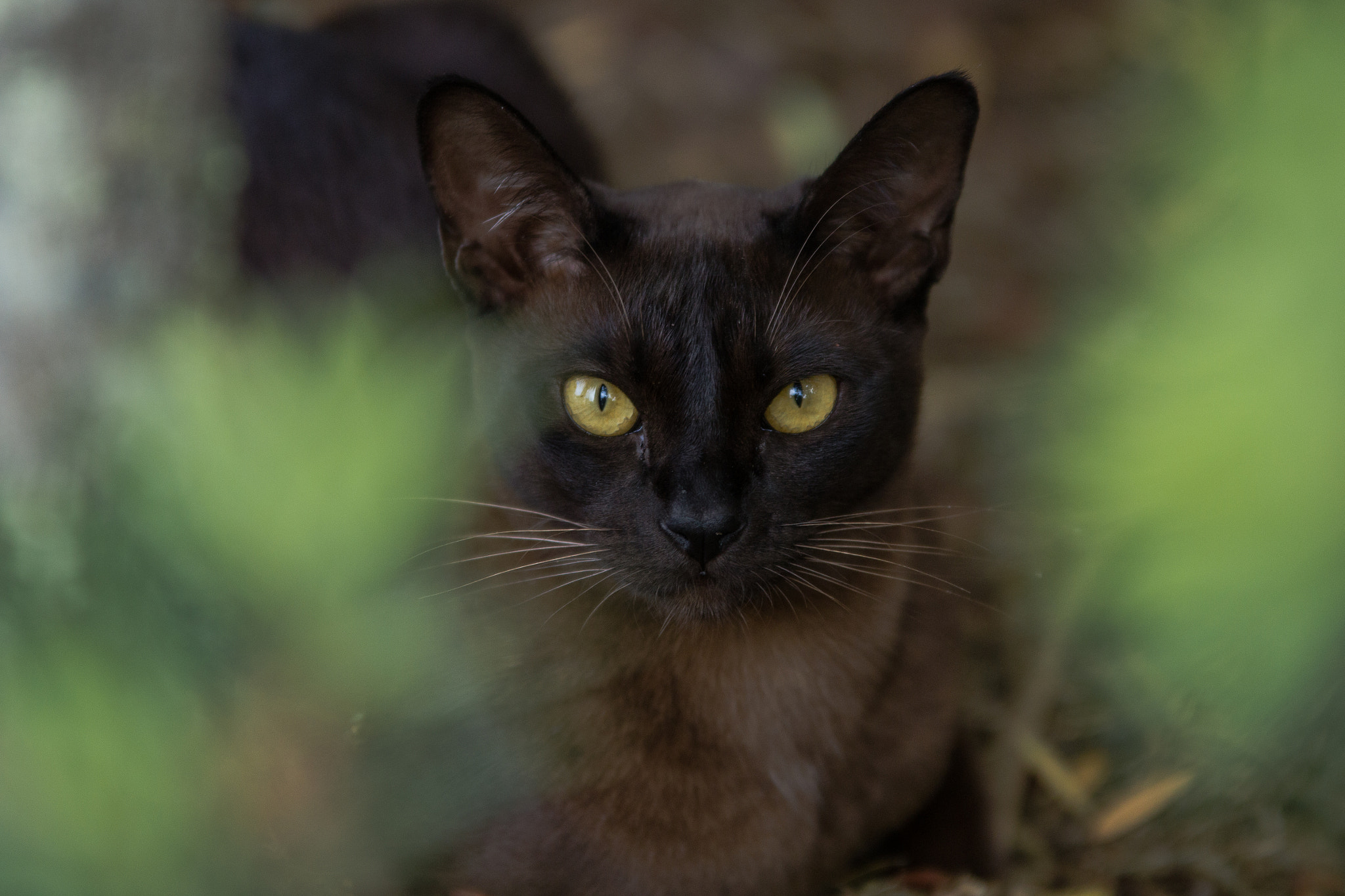Sigma 70-200mm F2.8 EX DG OS HSM sample photo. I'm watching you photography