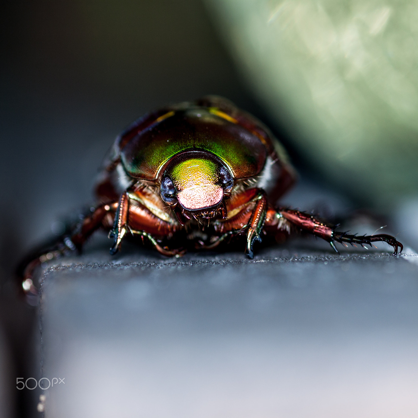 Canon EF 100-200mm f/4.5A sample photo. Green bug photography