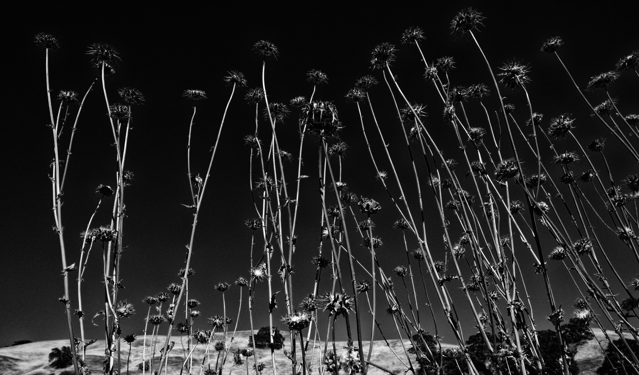 Fujifilm XF 14mm F2.8 R sample photo. Wild flowers in california photography