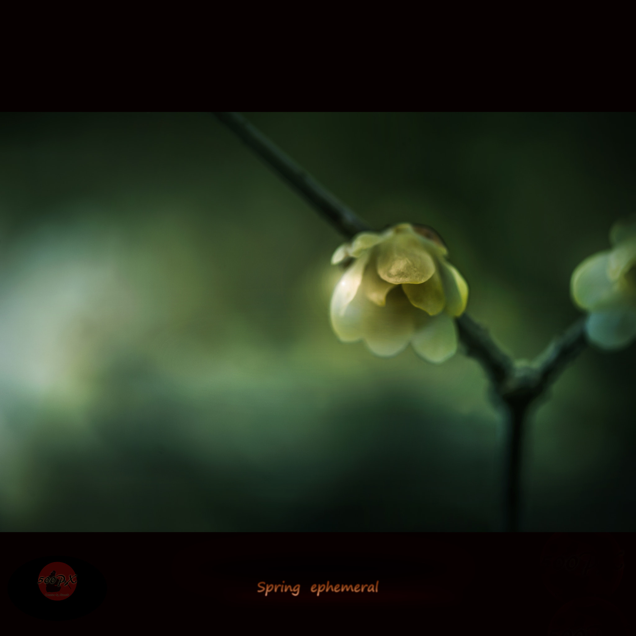 Nikon D800 sample photo. Spring ephemeral photography