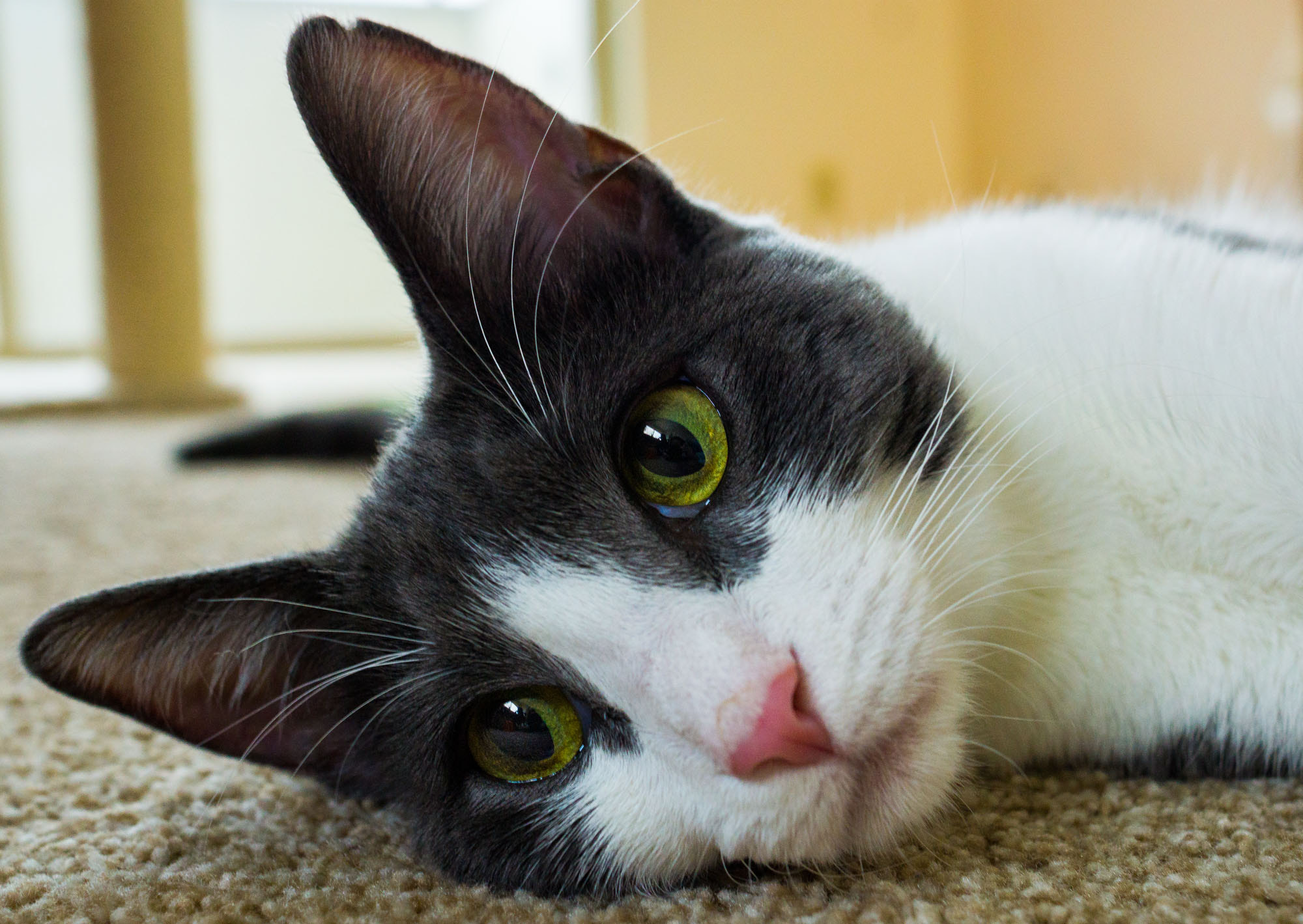 Sony Sonnar T* E 24mm F1.8 ZA sample photo. Cat photography