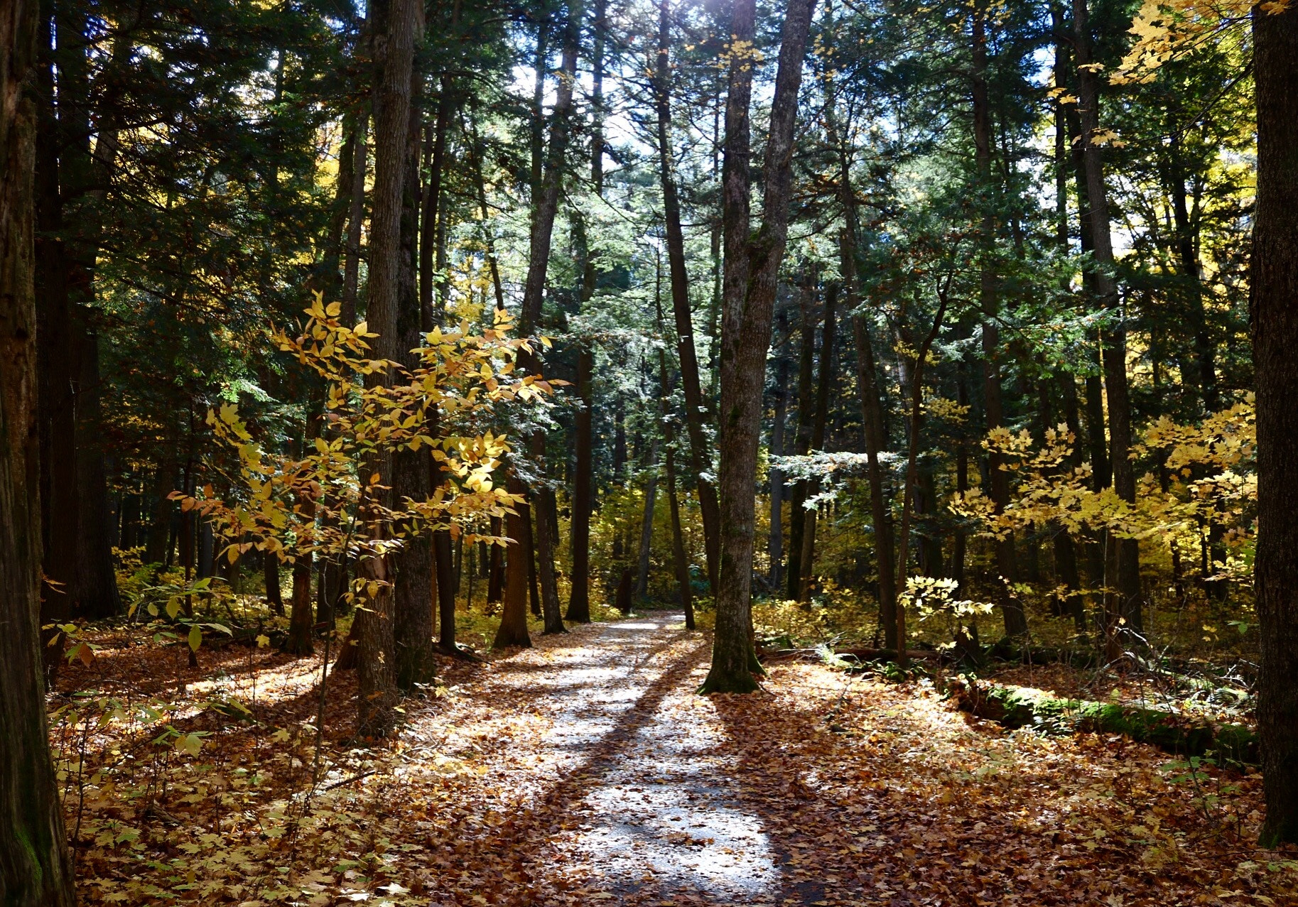 Canon EOS 750D (EOS Rebel T6i / EOS Kiss X8i) sample photo. Hartwick pines photography