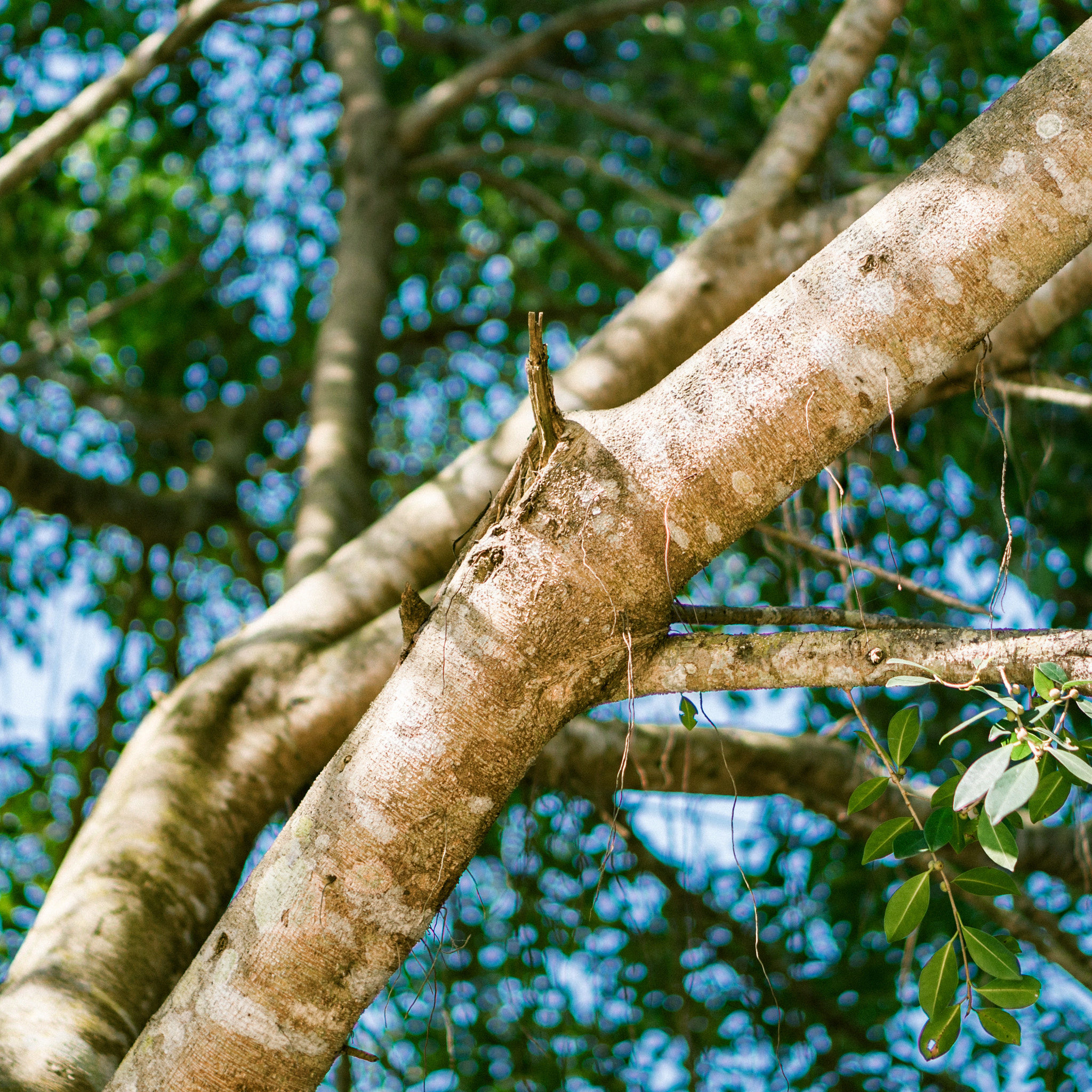 Sony a6300 + E 50mm F1.8 OSS sample photo. Dsc photography