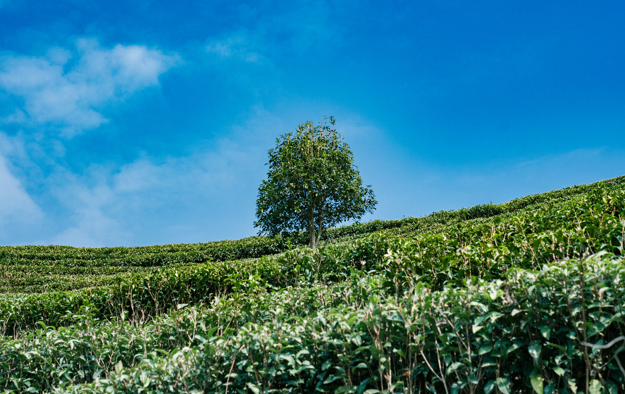 Sony a6300 + E 50mm F1.8 OSS sample photo. Dsc photography