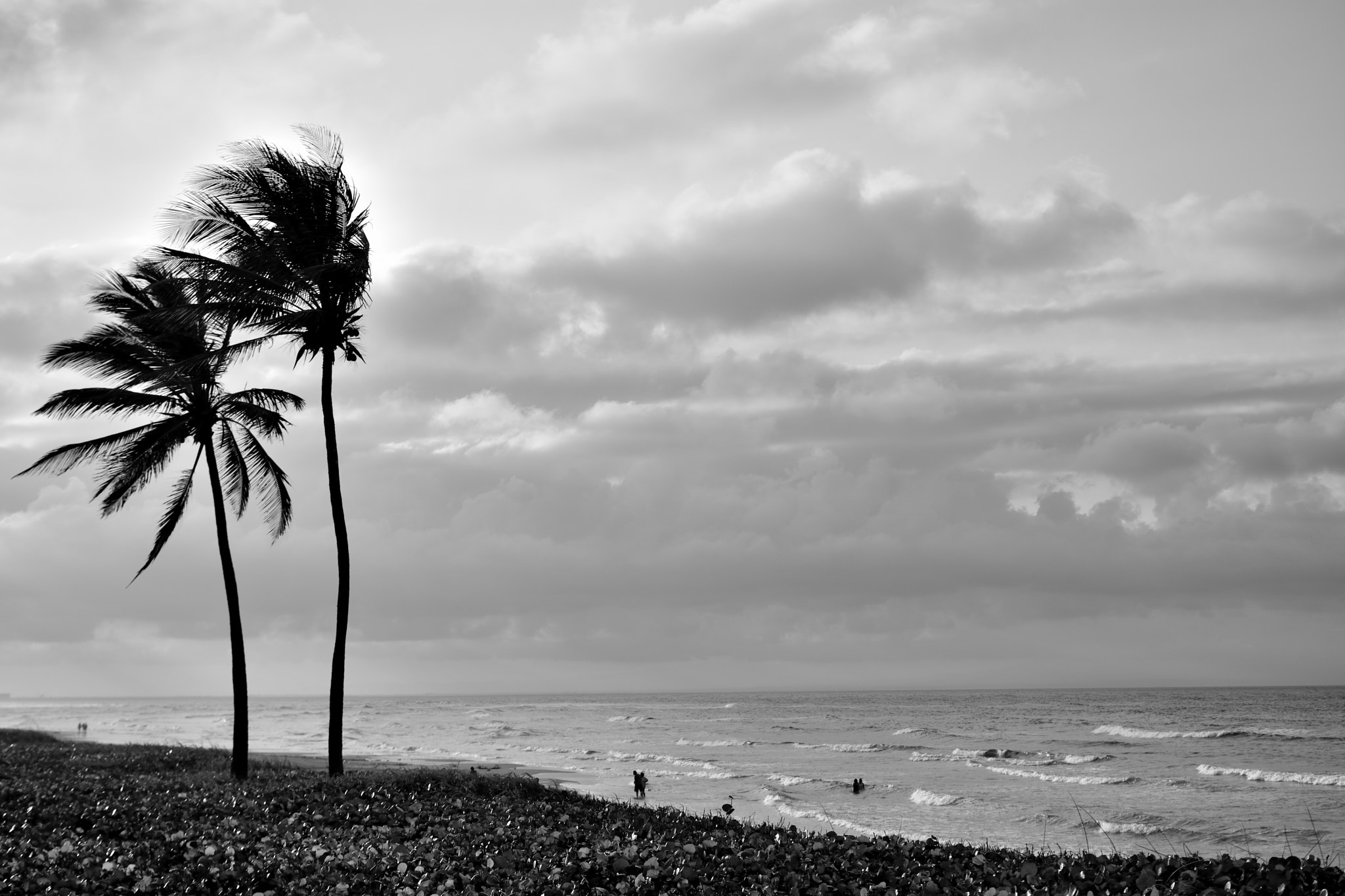 Nikon D3400 + Nikon AF-S DX Nikkor 35mm F1.8G sample photo. Palmera y playa photography