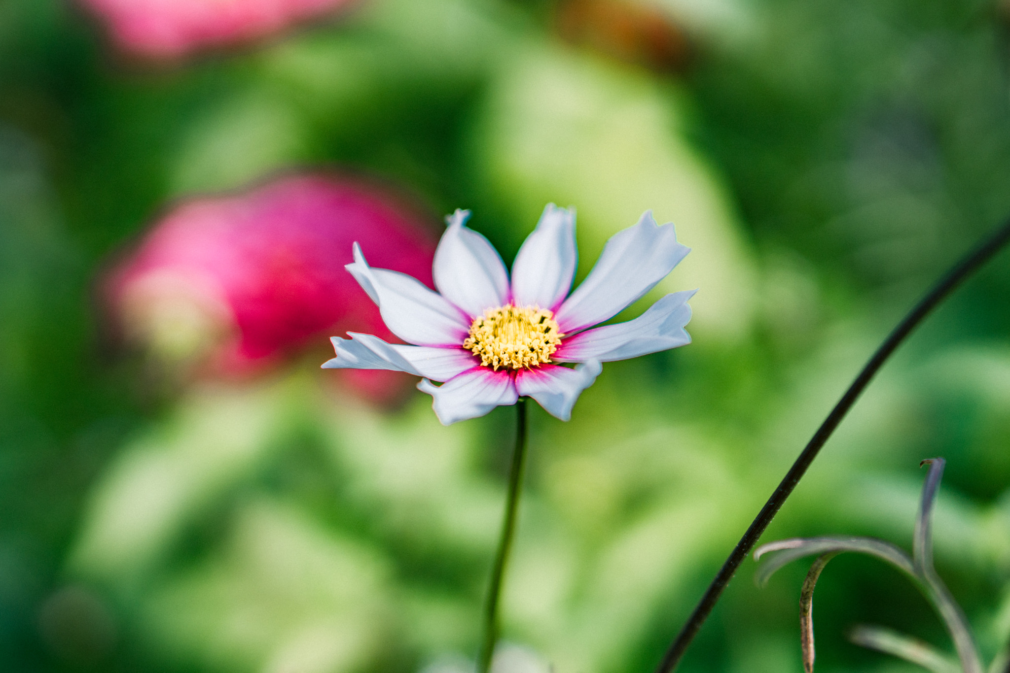 Sony a6300 + E 50mm F1.8 OSS sample photo. Dsc photography