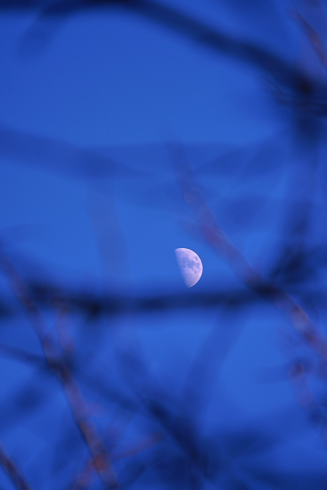 Sony E 55-210mm F4.5-6.3 OSS sample photo. Moon through the brunches  photography