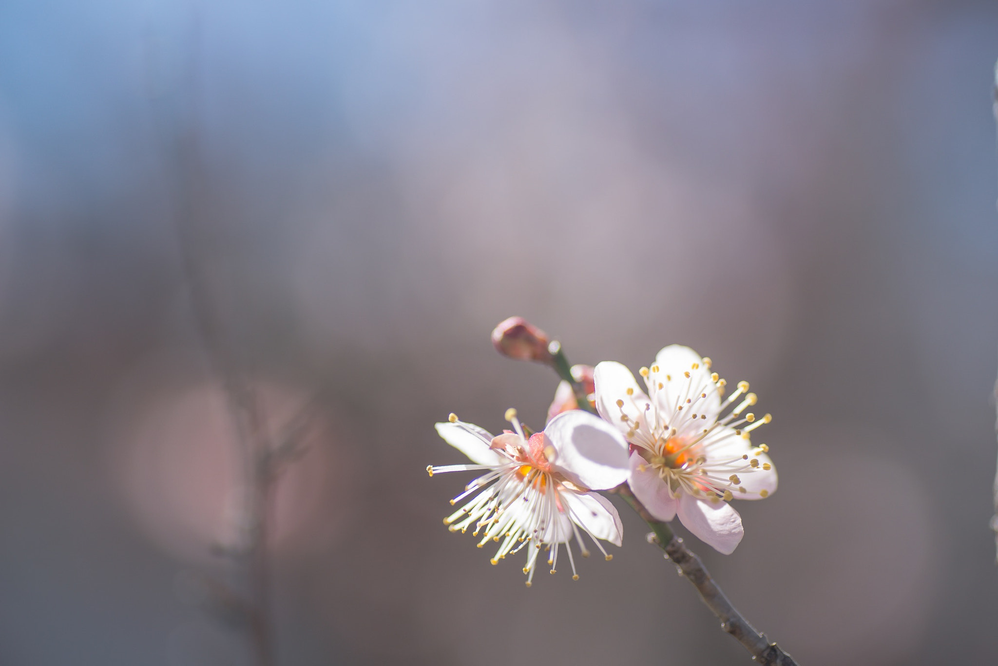 Nikon D800 sample photo. Sunbust 〜日向ぼっこ photography