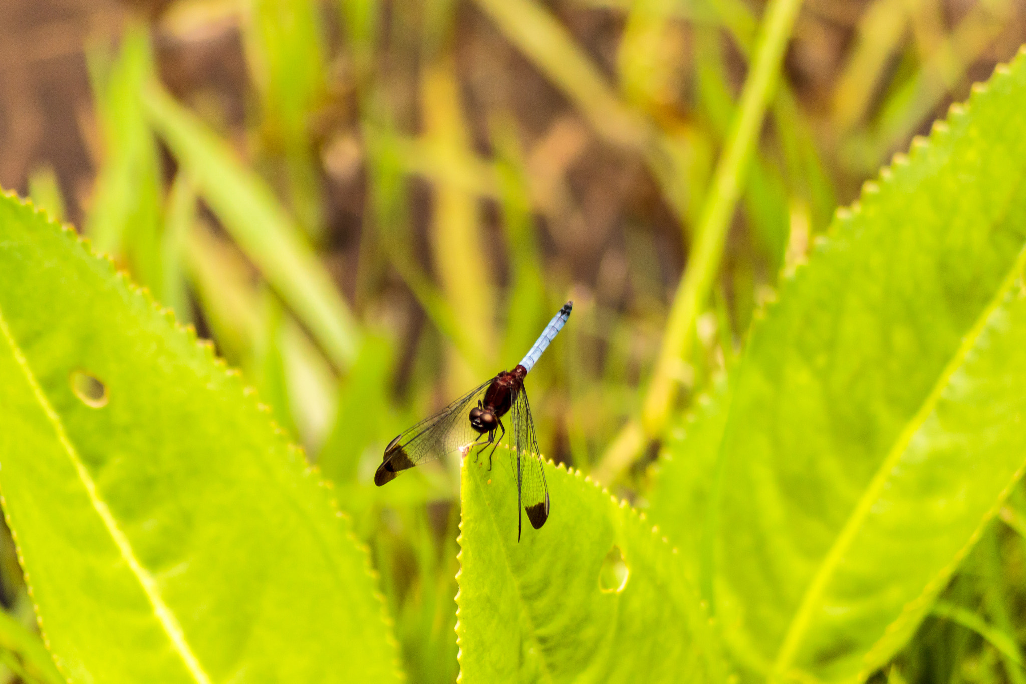 Canon EOS 550D (EOS Rebel T2i / EOS Kiss X4) sample photo. Dragonfly photography