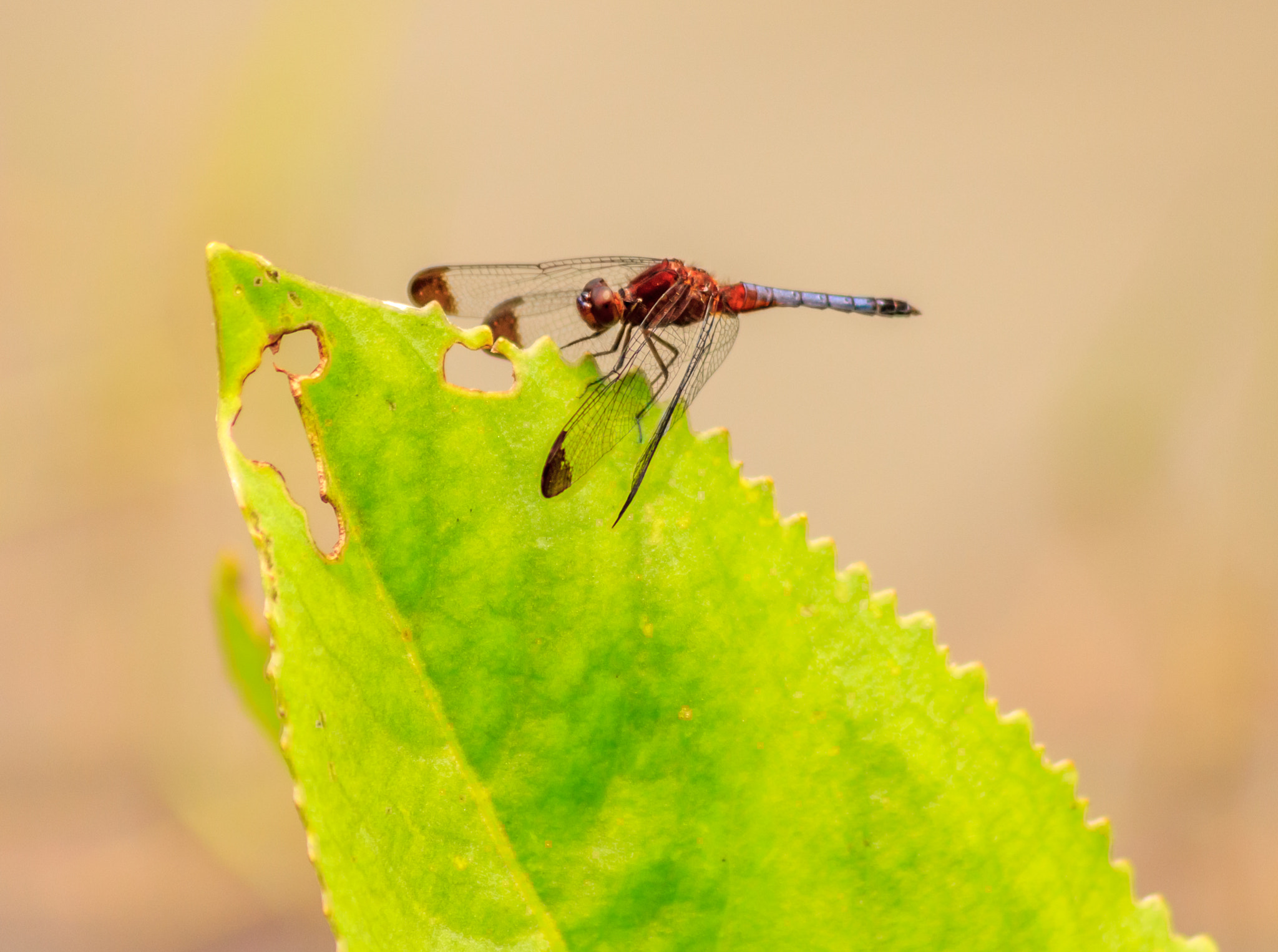 Canon EOS 550D (EOS Rebel T2i / EOS Kiss X4) sample photo. Dragonfly photography