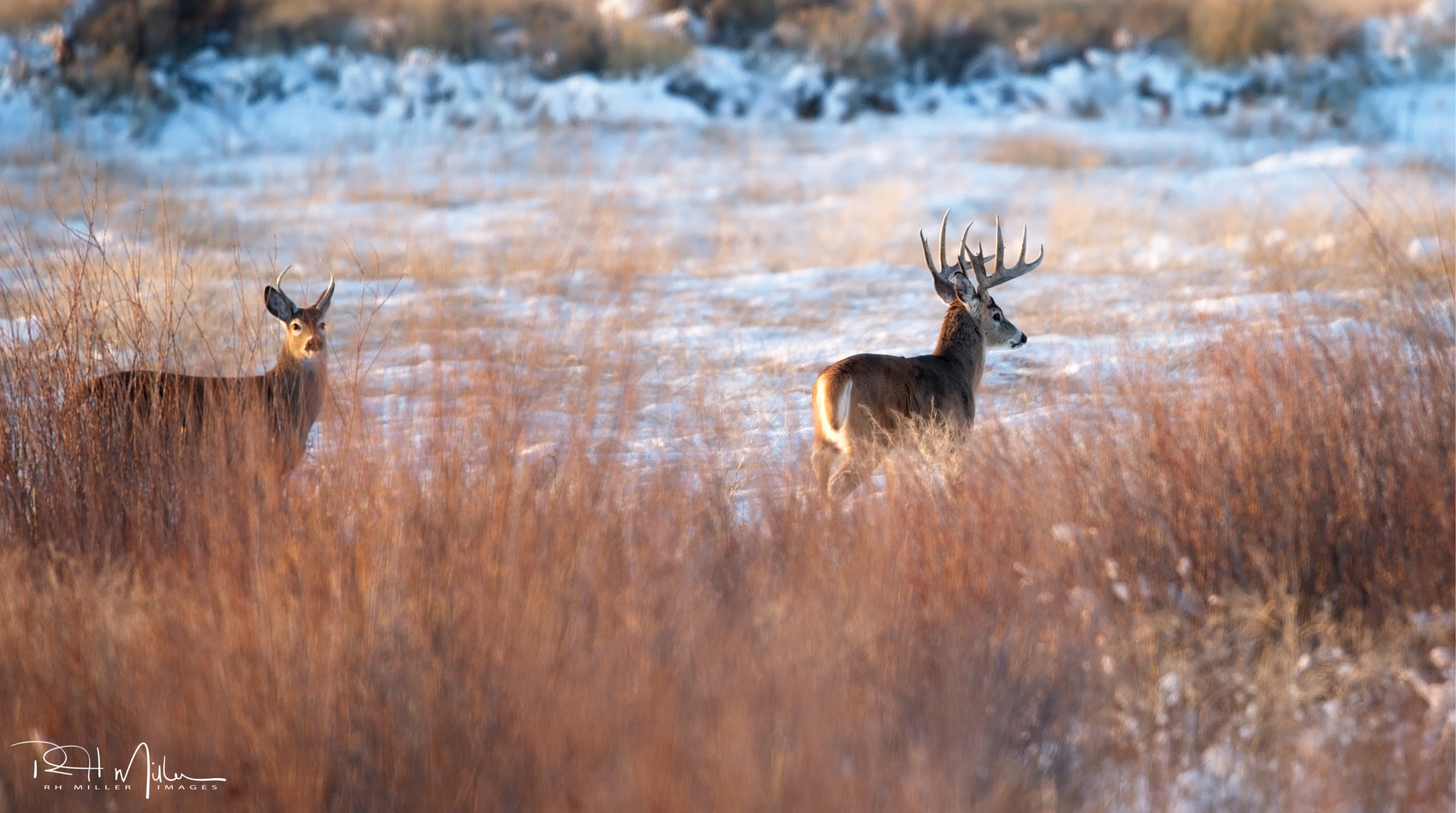 Canon EF 600mm F4L IS II USM sample photo. Willow king photography