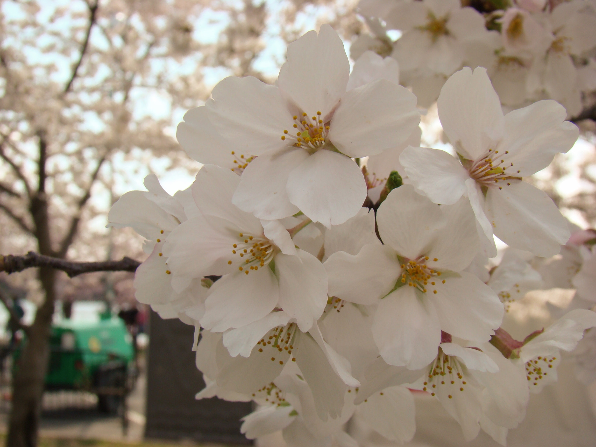 Sony DSC-H7 sample photo