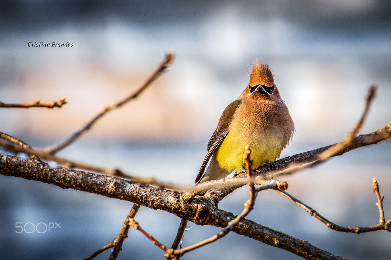 Canon EOS 5DS R sample photo. Adult cedar waxwing female photography