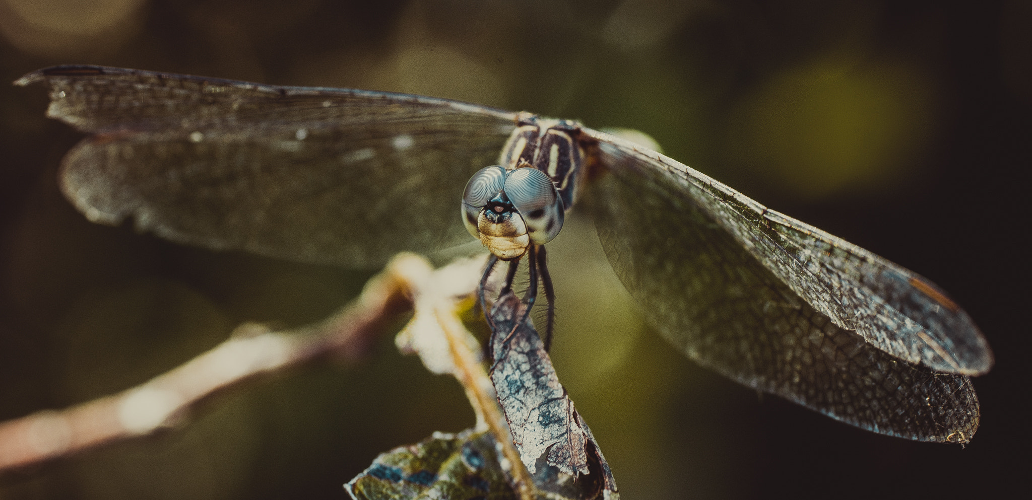 Sony a99 II + Tamron SP AF 90mm F2.8 Di Macro sample photo. Dragonfly photography