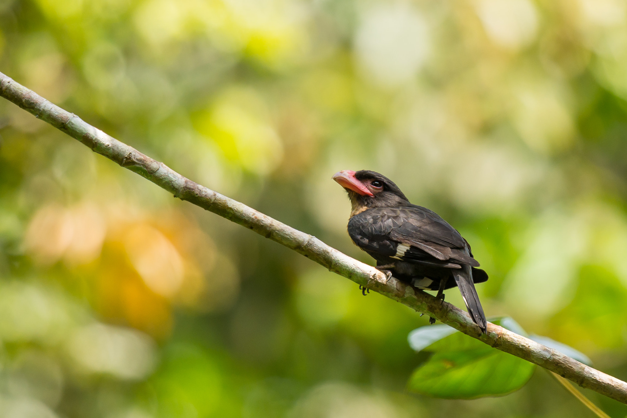 Nikon D7200 + Nikon AF-S Nikkor 600mm F4G ED VR sample photo. Dusky broadbill photography