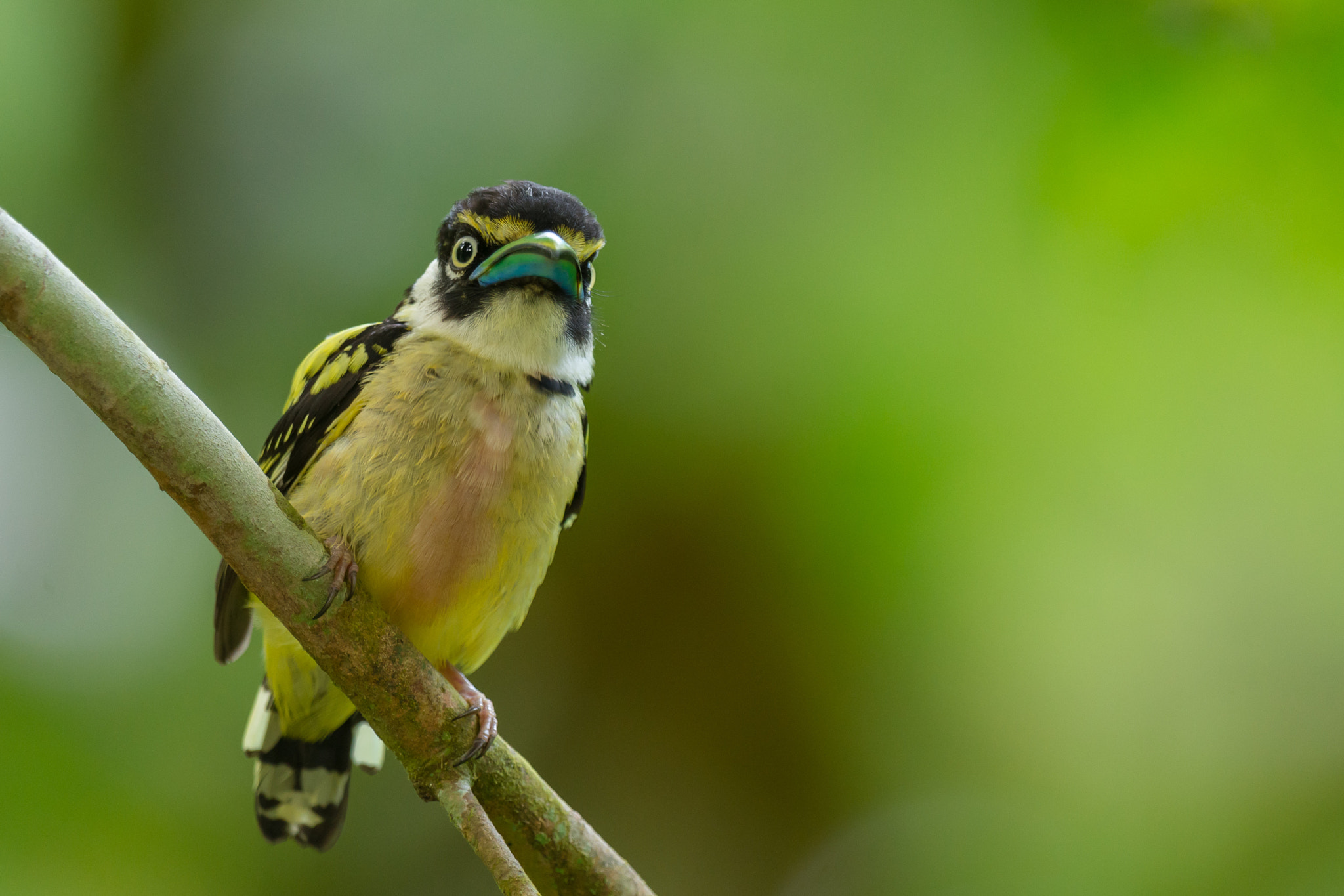 Nikon D7200 + Nikon AF-S Nikkor 600mm F4G ED VR sample photo. Black-and-yellow broadbill (juvenile) photography