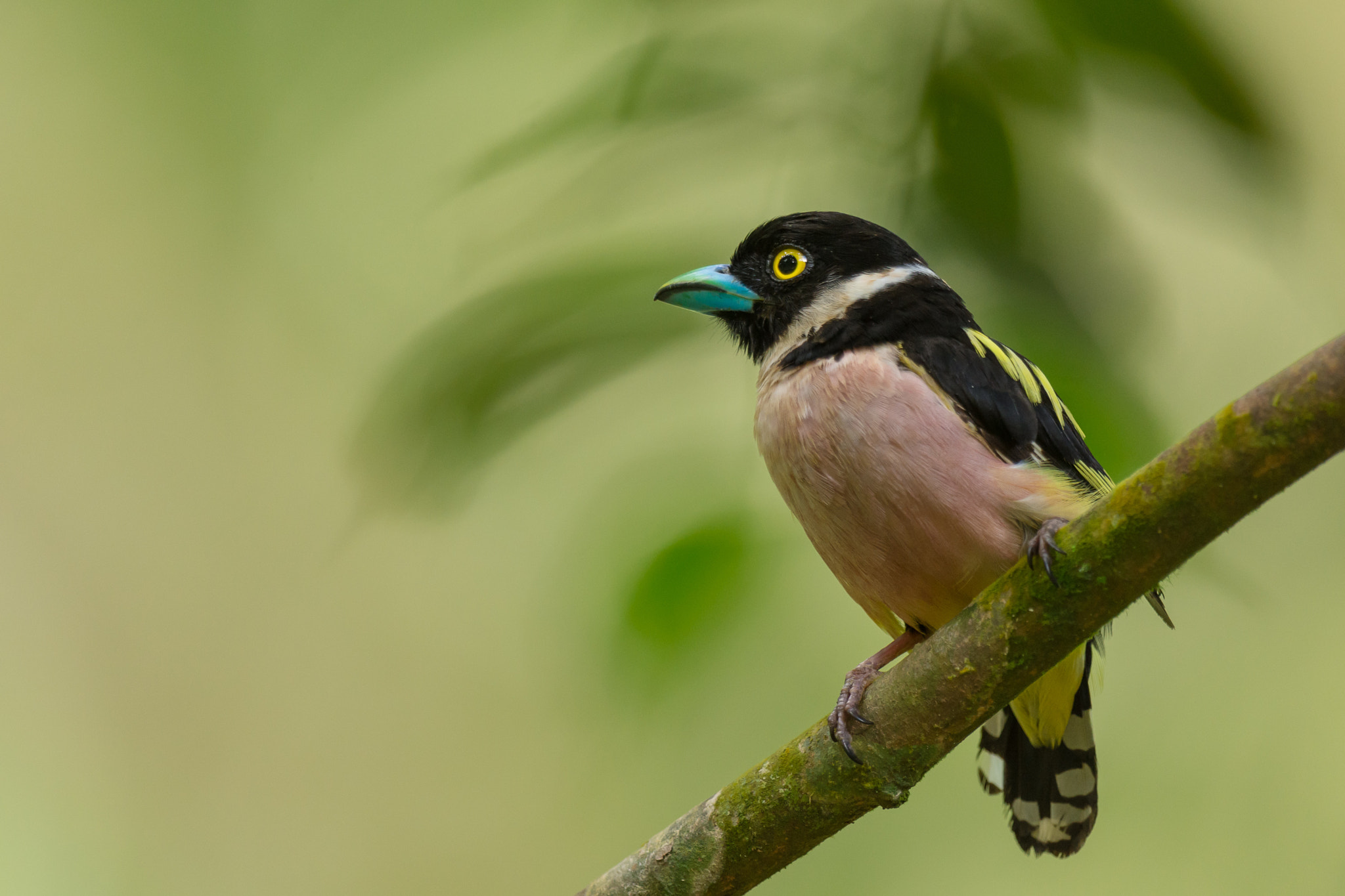 Nikon D7200 + Nikon AF-S Nikkor 600mm F4G ED VR sample photo. Black-and-yellow broadbill photography