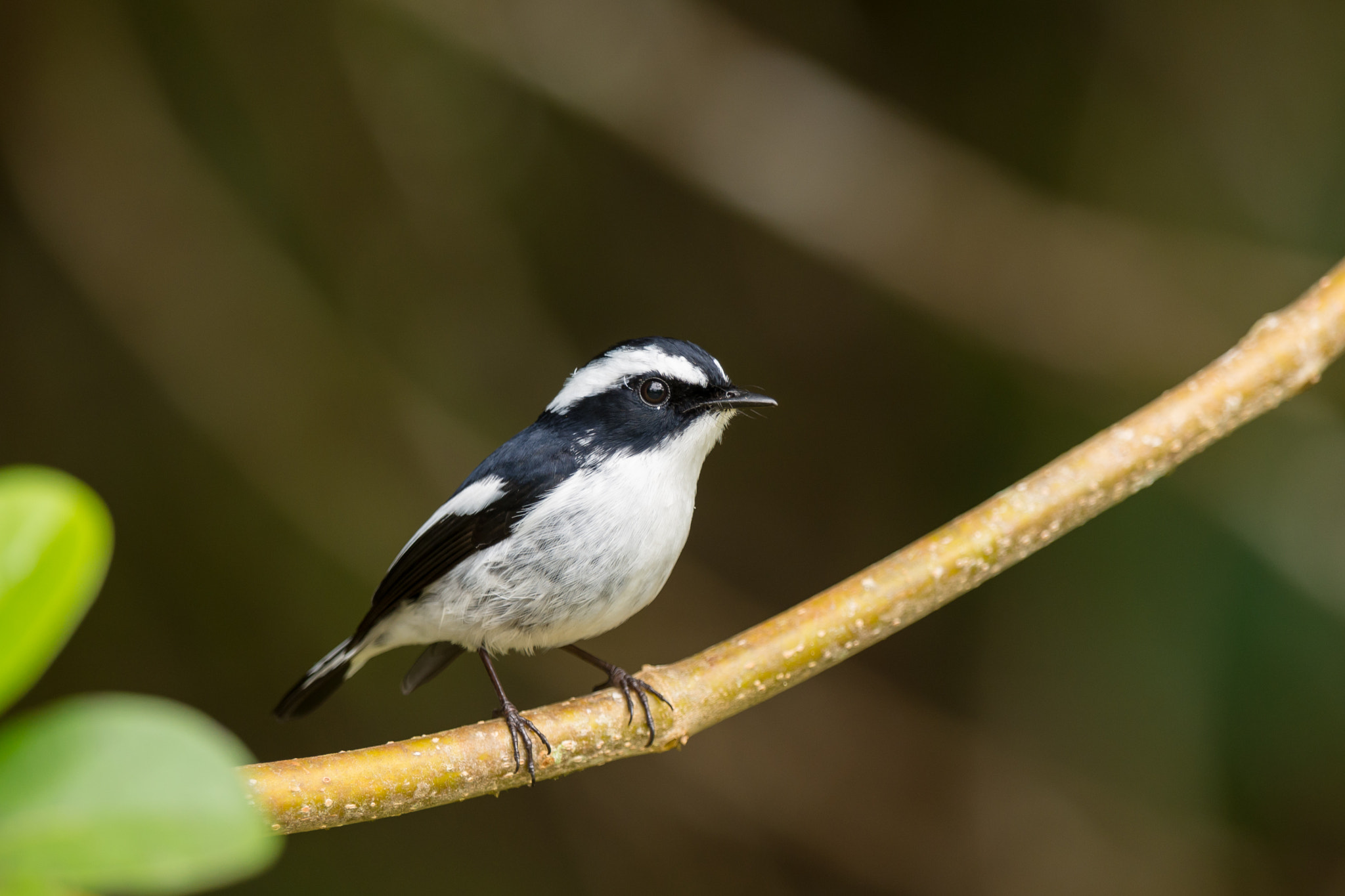 Nikon D7200 + Nikon AF-S Nikkor 600mm F4G ED VR sample photo. Little pied flycatcher (male) photography