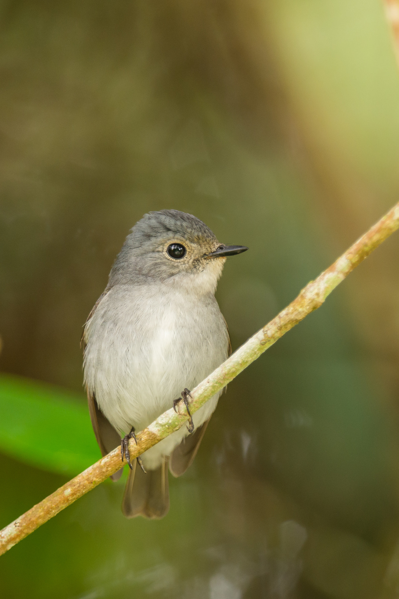 Nikon D7200 + Nikon AF-S Nikkor 600mm F4G ED VR sample photo. Little pied flycatcher (female) photography