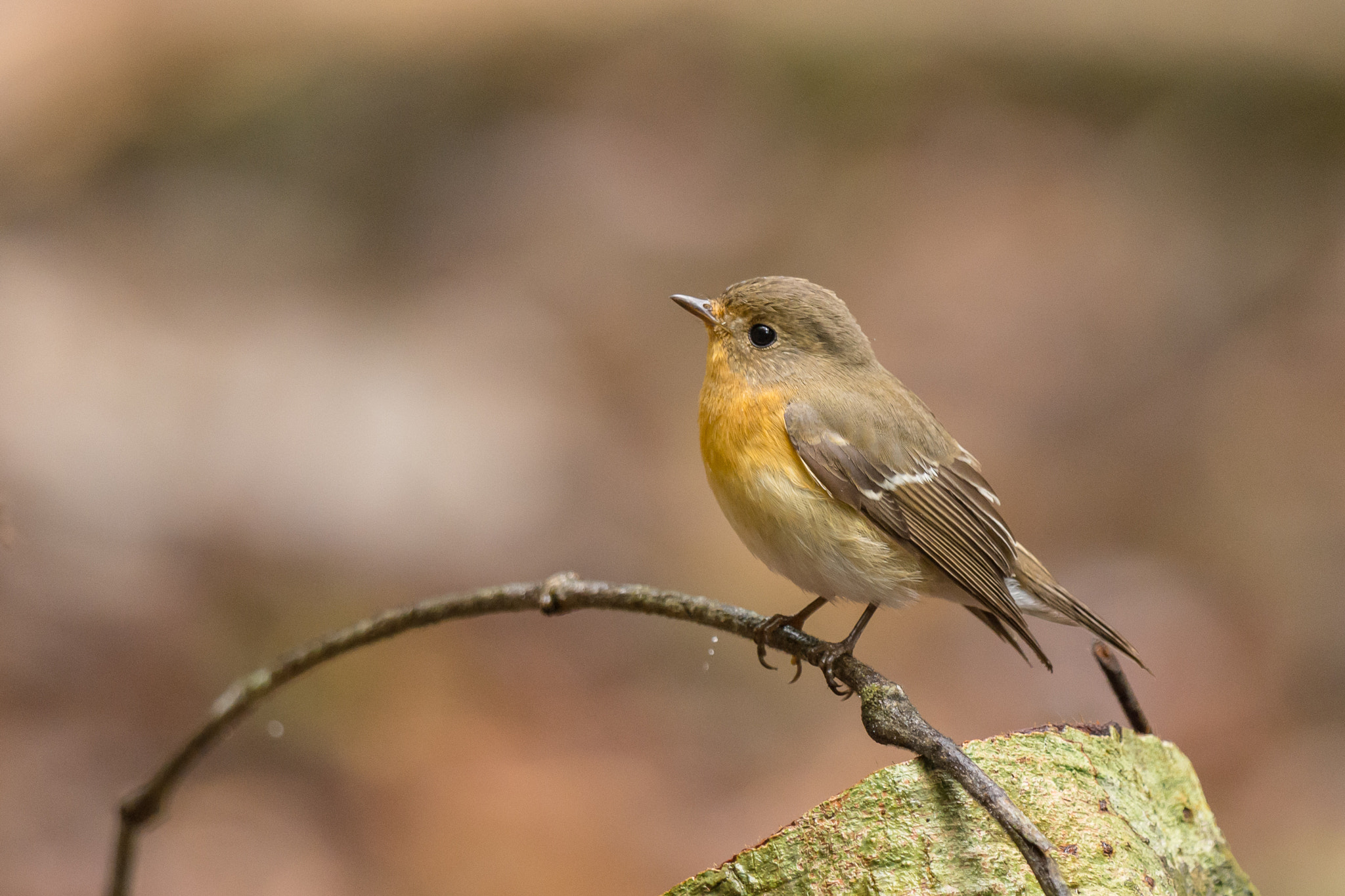 Nikon D7200 + Nikon AF-S Nikkor 600mm F4G ED VR sample photo. Mugimaki flycatcher photography