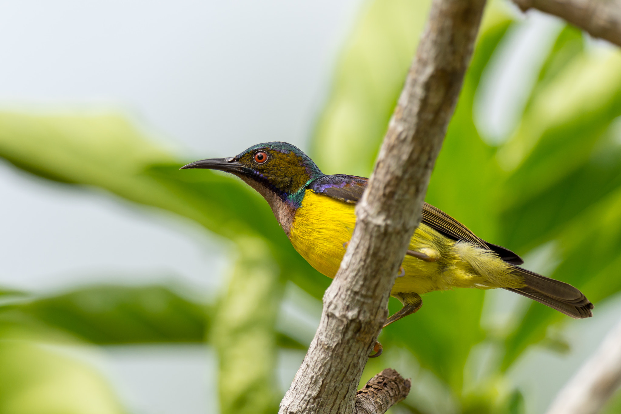 Nikon D7200 + Nikon AF-S Nikkor 600mm F4G ED VR sample photo. Brown-throated sunbird photography