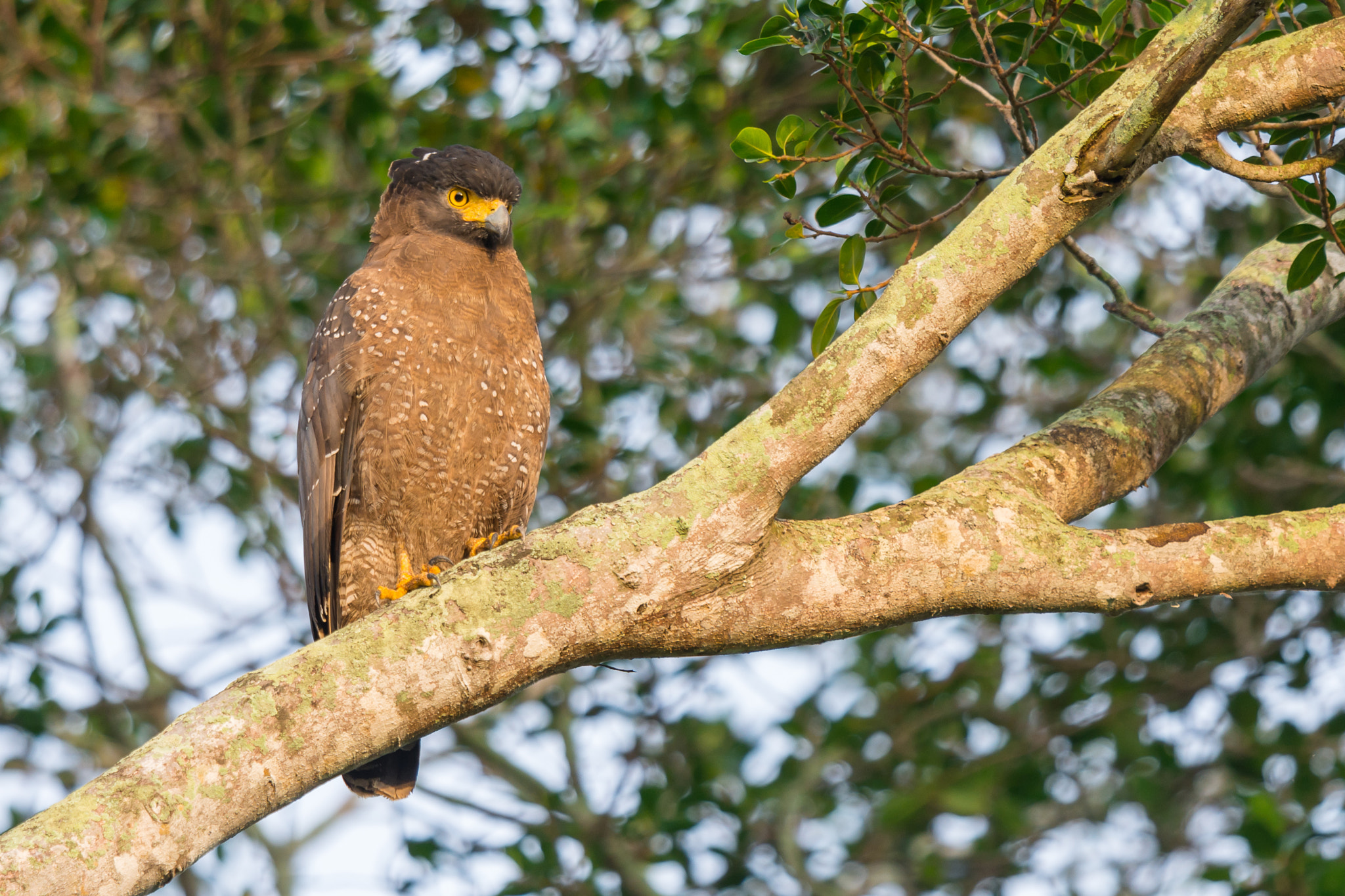 Nikon D7200 + Nikon AF-S Nikkor 600mm F4G ED VR sample photo. Crested serpent-eagle photography