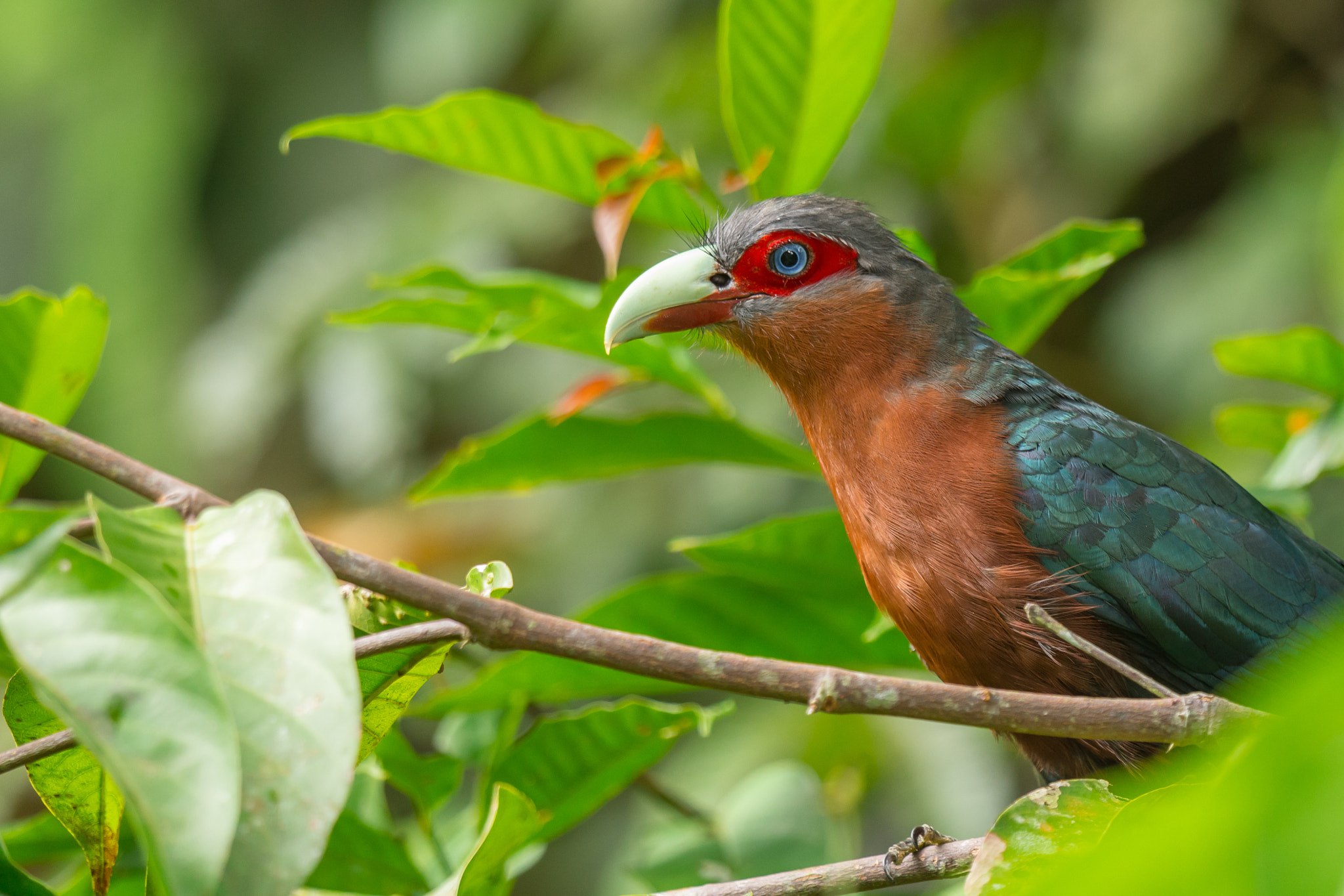 Nikon D7200 + Nikon AF-S Nikkor 600mm F4G ED VR sample photo. Chestnut-bellied malkoha photography