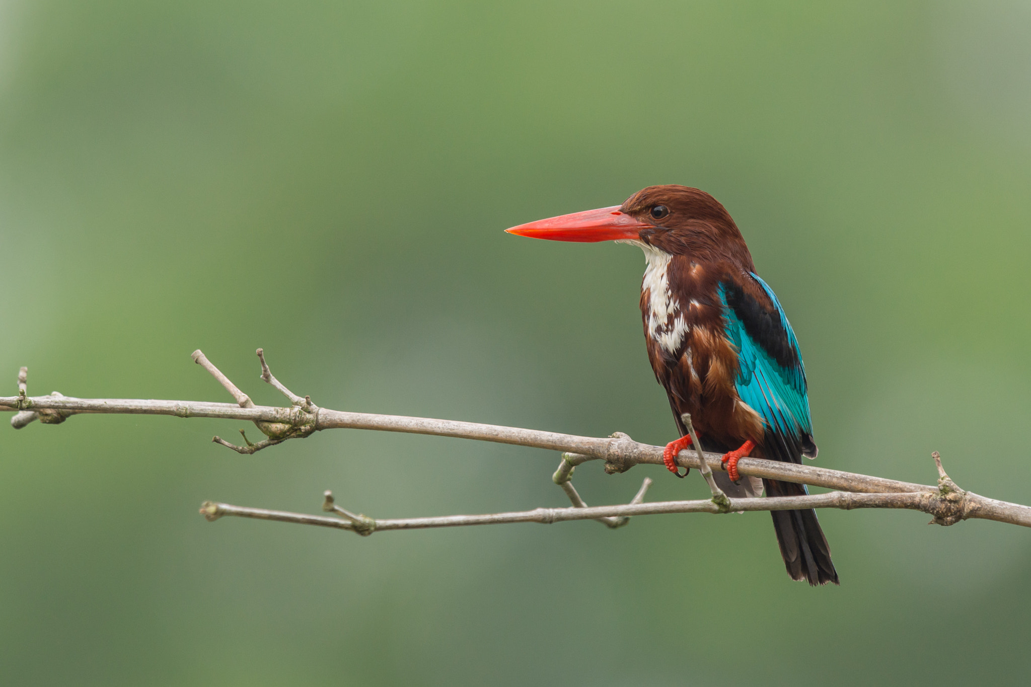 Nikon AF-S Nikkor 600mm F4G ED VR sample photo. White-throated kingfisher photography