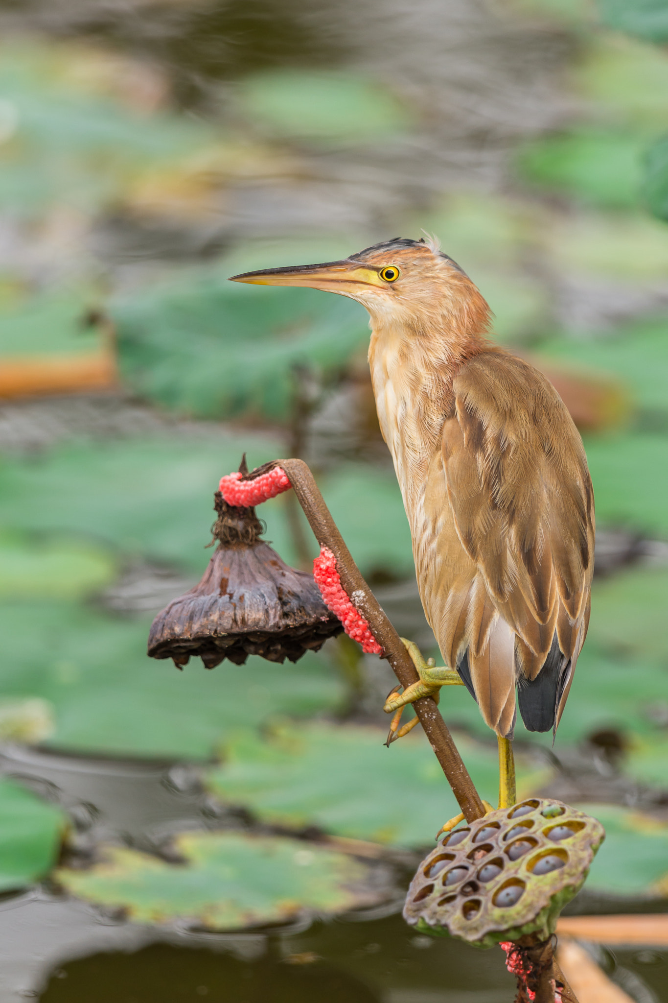 Nikon D7200 + Nikon AF-S Nikkor 600mm F4G ED VR sample photo. Yellow bittern photography