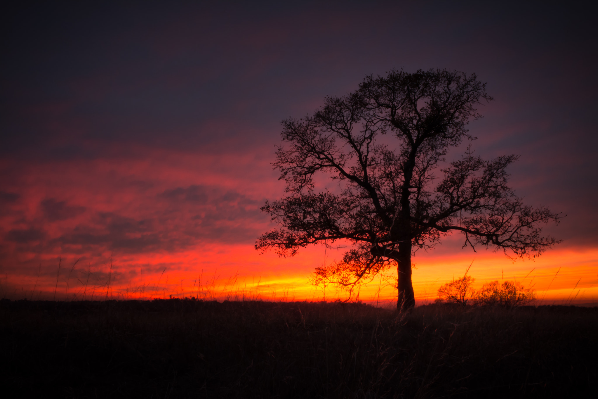Nikon D7100 + Sigma 24-70mm F2.8 EX DG HSM sample photo. Oak tree sunset photography