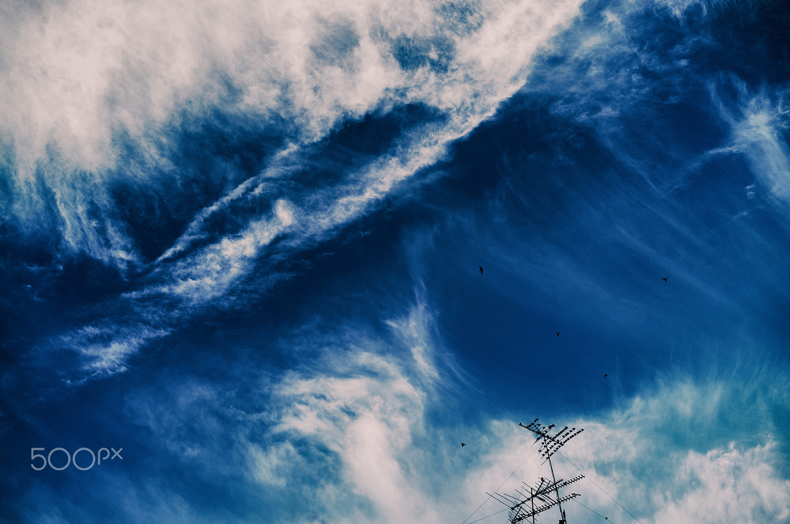 Sony a7S II + Sony Sonnar T* FE 55mm F1.8 ZA sample photo. Birds photography
