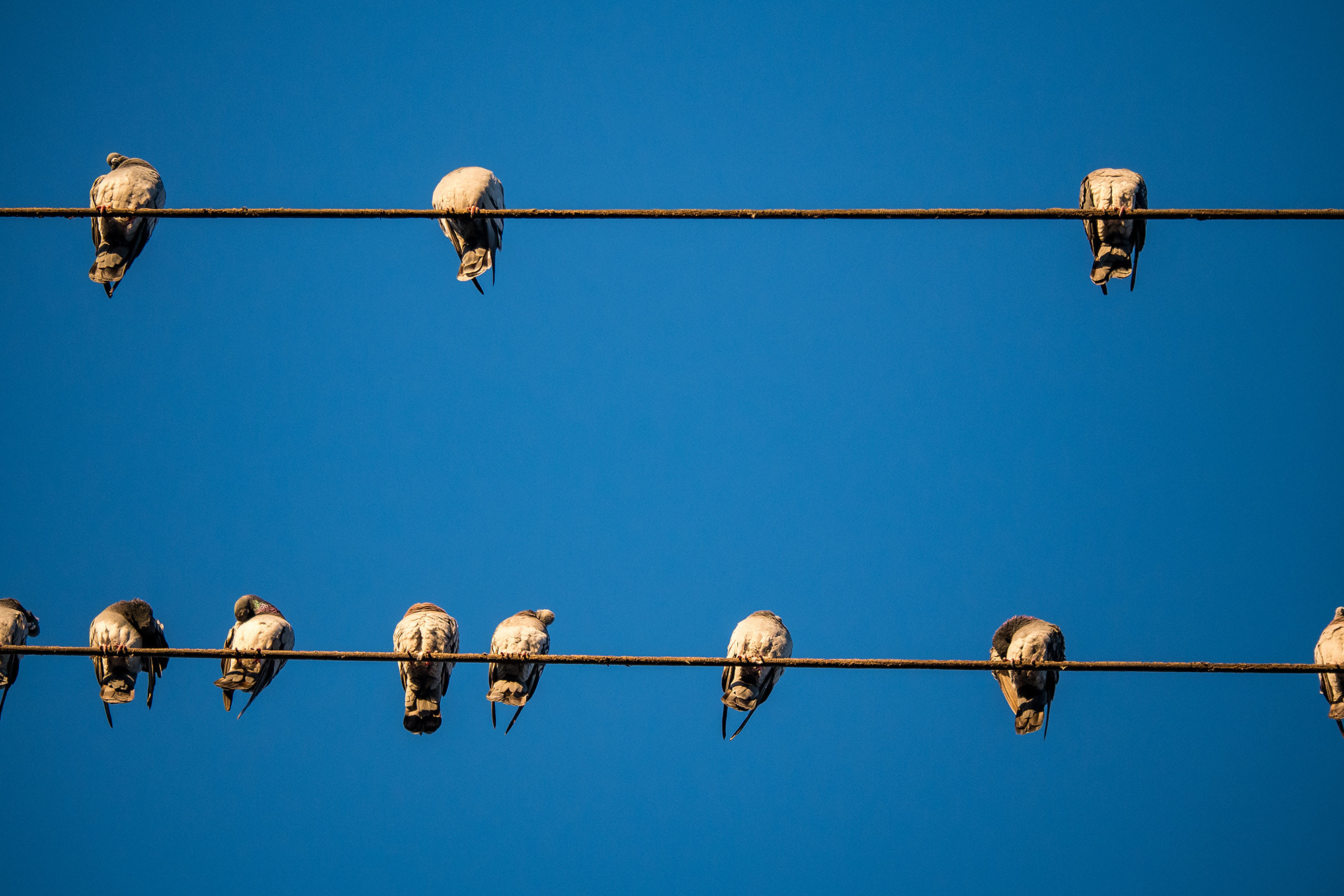 Panasonic Lumix G X Vario 35-100mm F2.8 OIS sample photo. Line up photography