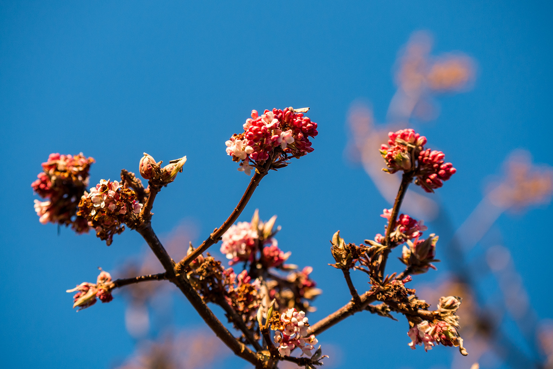 Panasonic Lumix DMC-G85 (Lumix DMC-G80) + Panasonic Lumix G X Vario 35-100mm F2.8 OIS sample photo. Spring is coming? photography